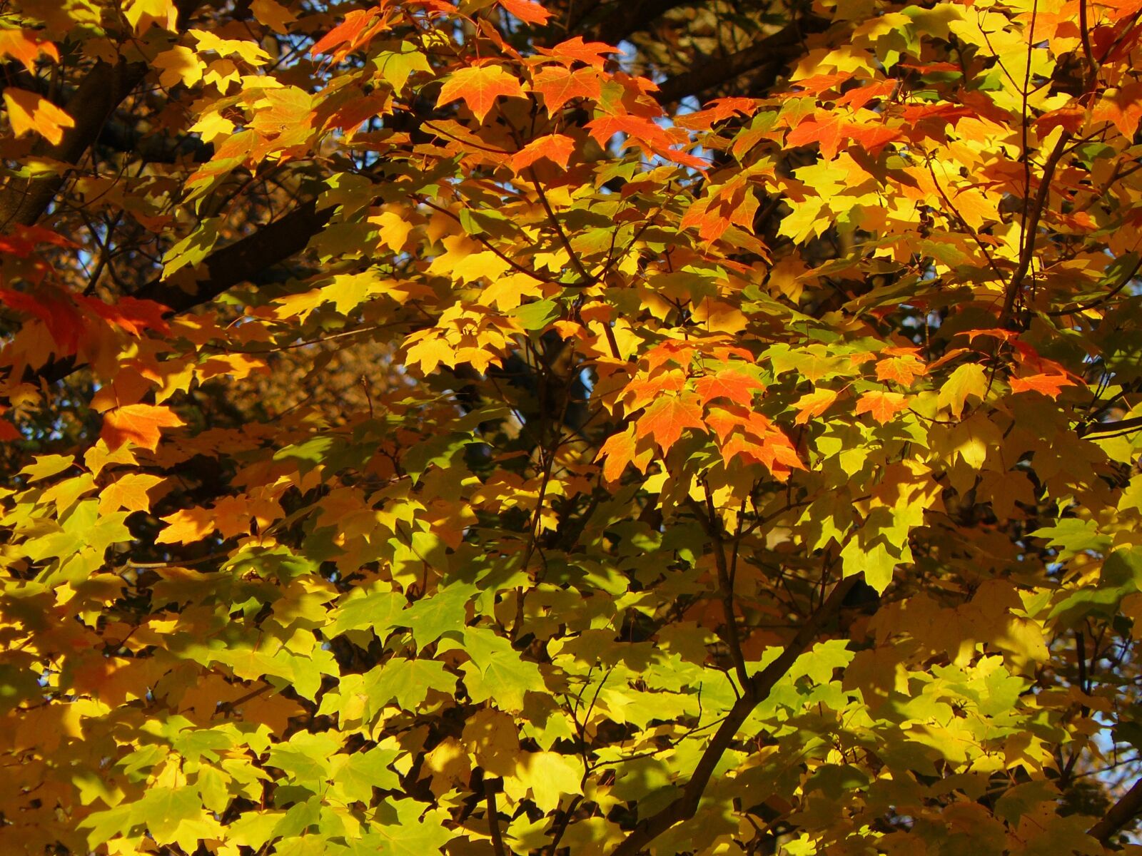 Panasonic DMC-FZ8 sample photo. Autumn leaves, autumn, red photography