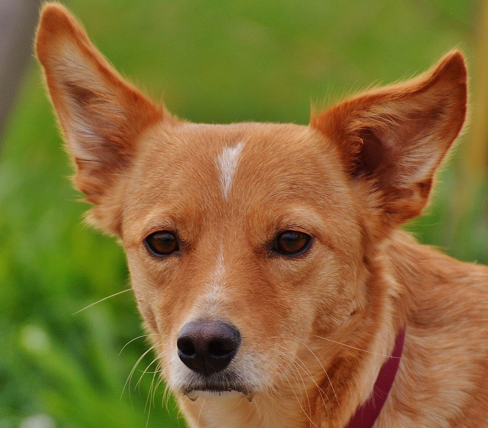 Nikon D3200 sample photo. Dog, beige, fur photography