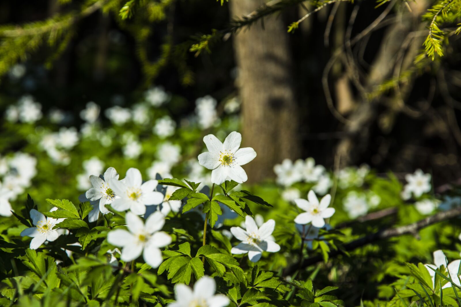 Nikon D7100 sample photo. Flowers, our, ekeberg photography