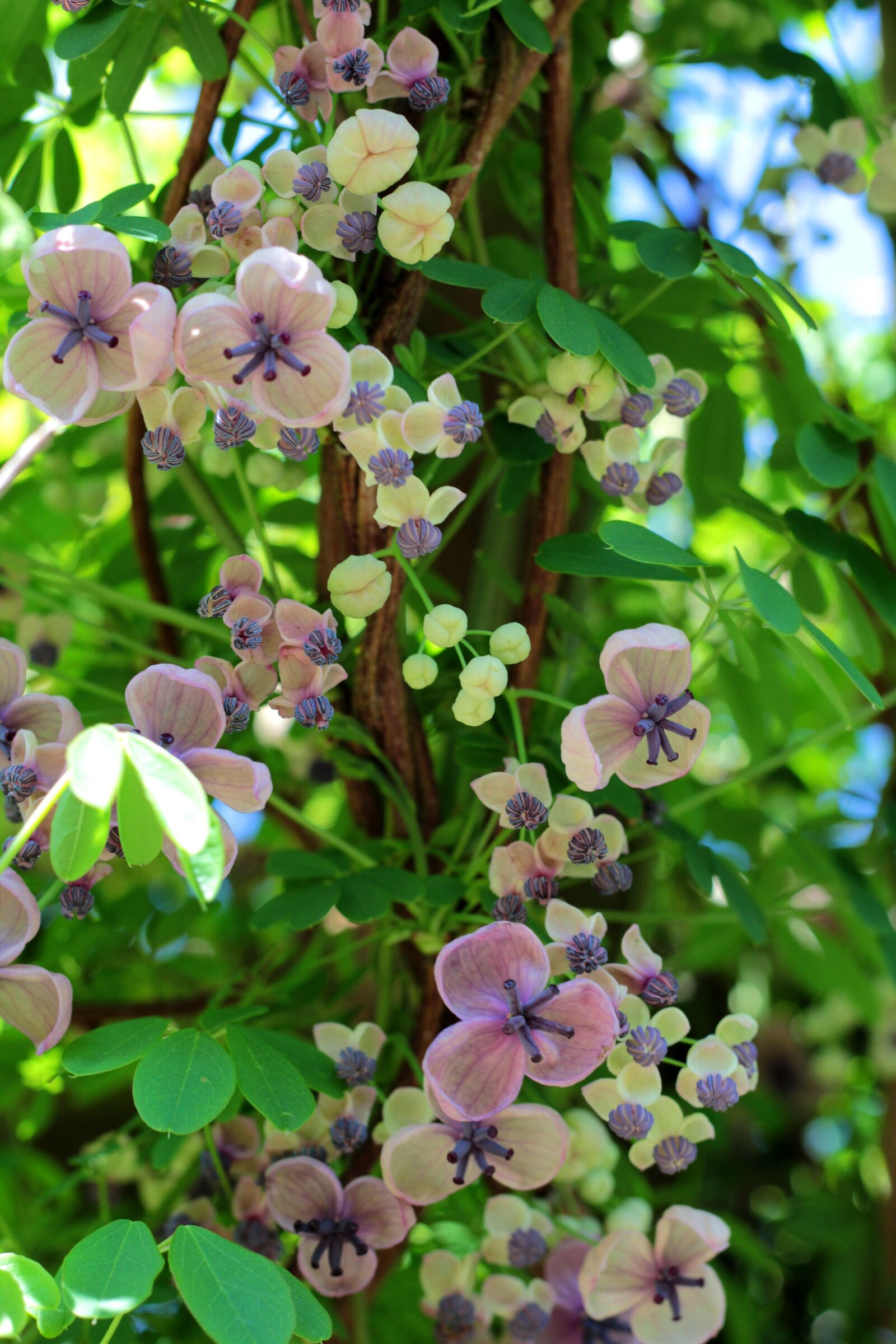 Canon EOS 600D (Rebel EOS T3i / EOS Kiss X5) + Canon EF 50mm F1.8 STM sample photo. Akebia quinata, schijnaugurk, creeper photography