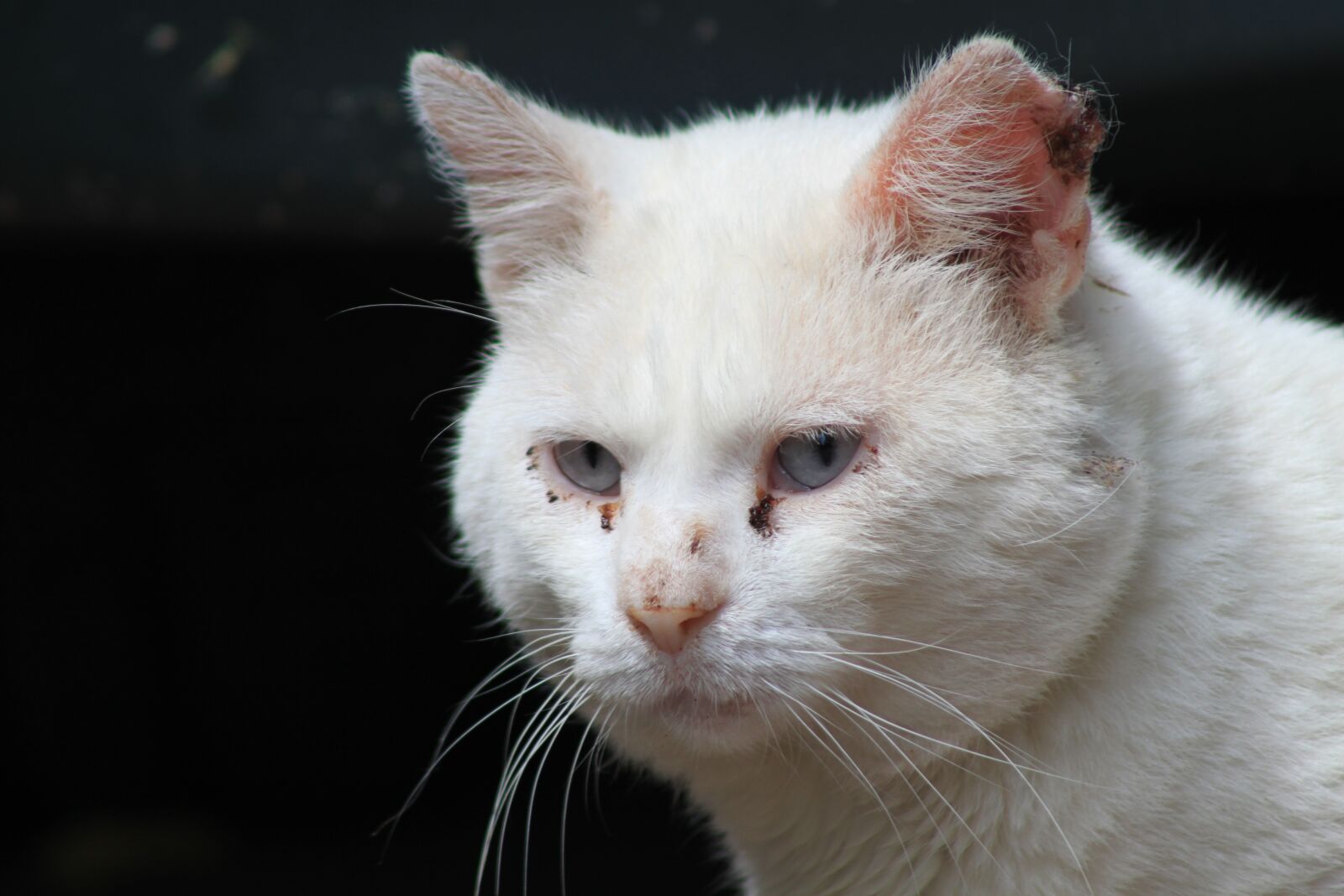 Canon EOS 500D (EOS Rebel T1i / EOS Kiss X3) sample photo. Cat, animal, pet photography