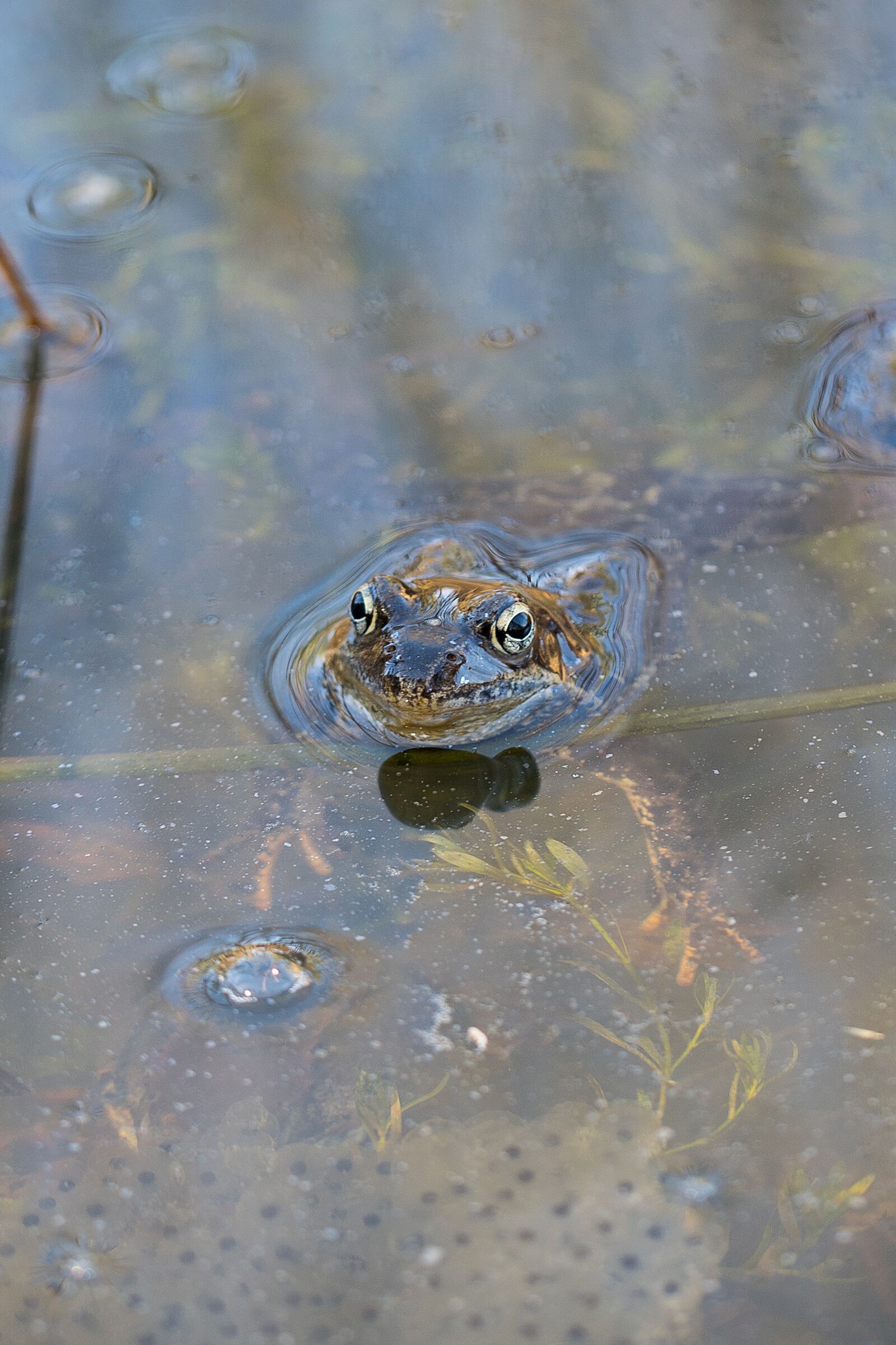 Nikon D3300 sample photo. Frog, spawning, water photography