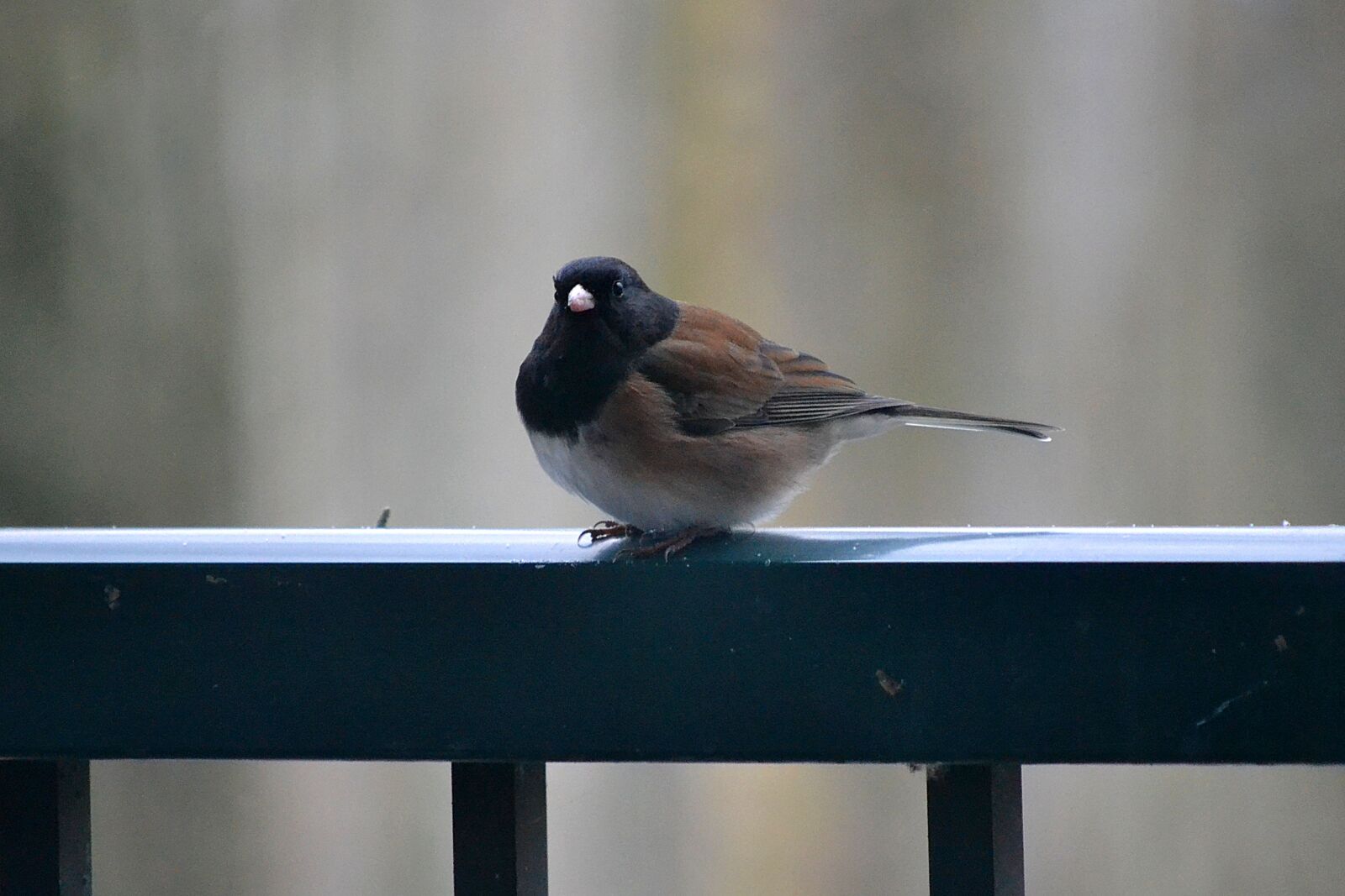 Nikon D3100 sample photo. Bird, feather, rail photography