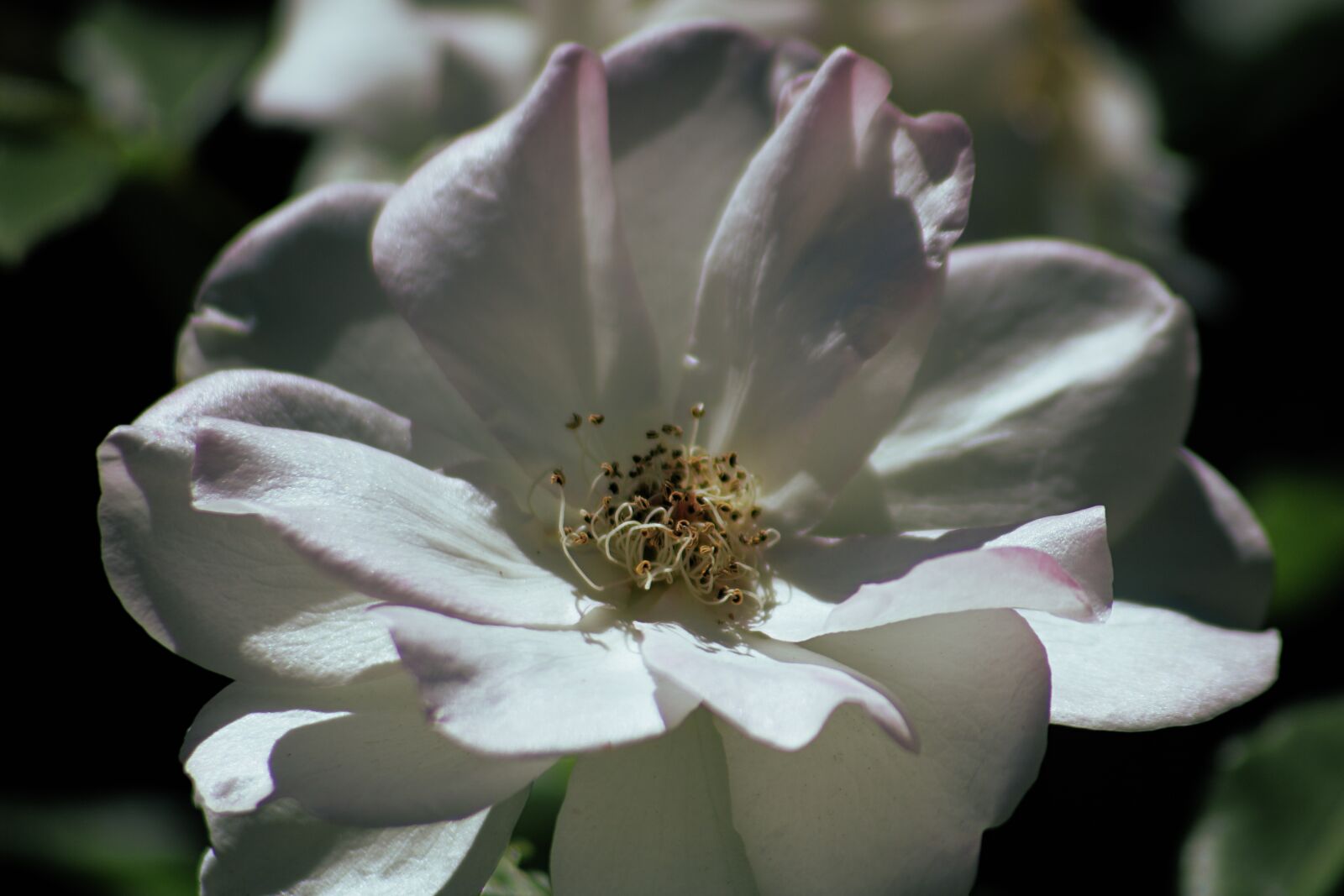 Canon EOS 750D (EOS Rebel T6i / EOS Kiss X8i) sample photo. Flower, petal, stem photography