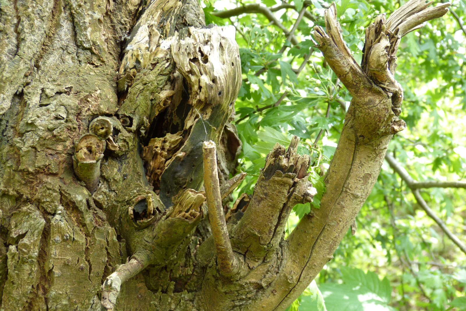 Panasonic Lumix DMC-FZ150 sample photo. Tree, log, creative photography