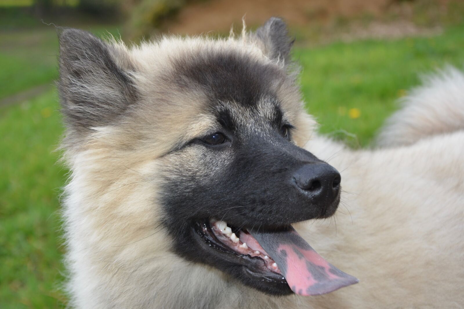 Nikon D5200 sample photo. Dog, bitch, pup photography