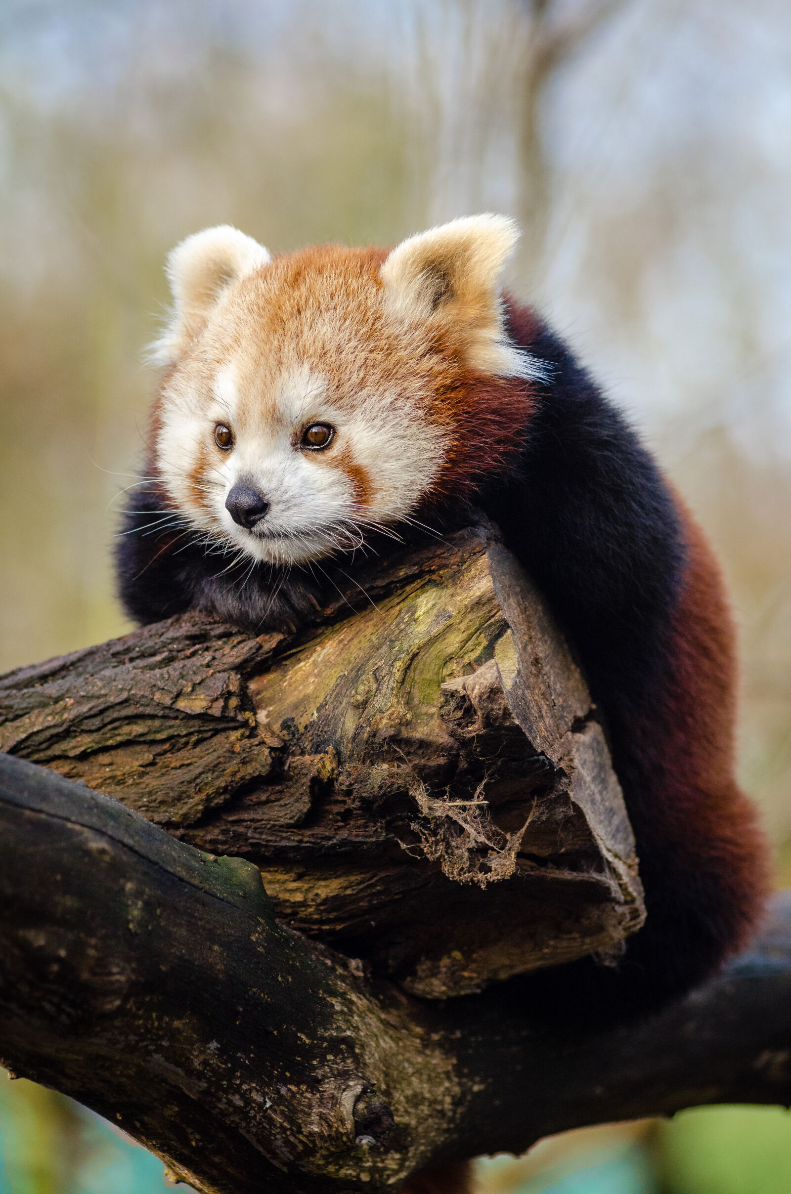 AF Zoom-Nikkor 80-200mm f/2.8 ED sample photo