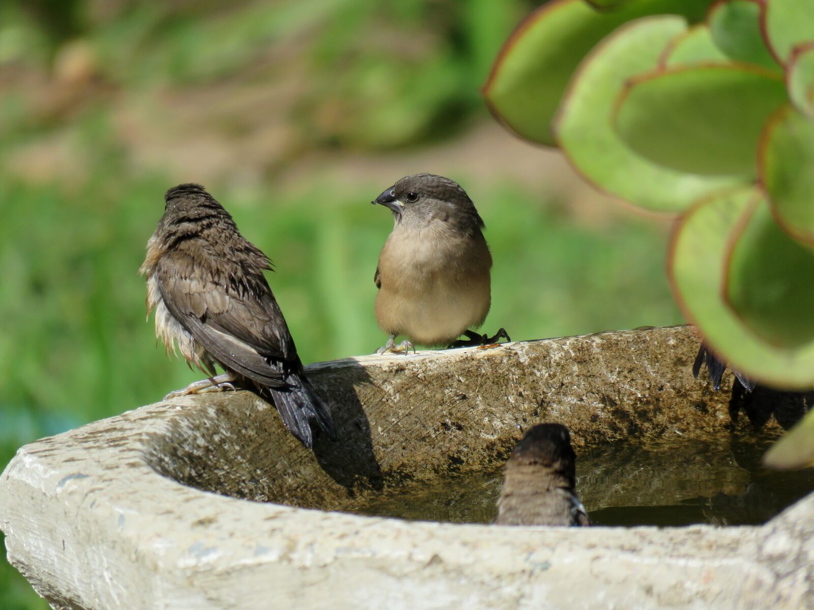 Canon PowerShot SX60 HS sample photo. Birds, birdlife, bird life photography