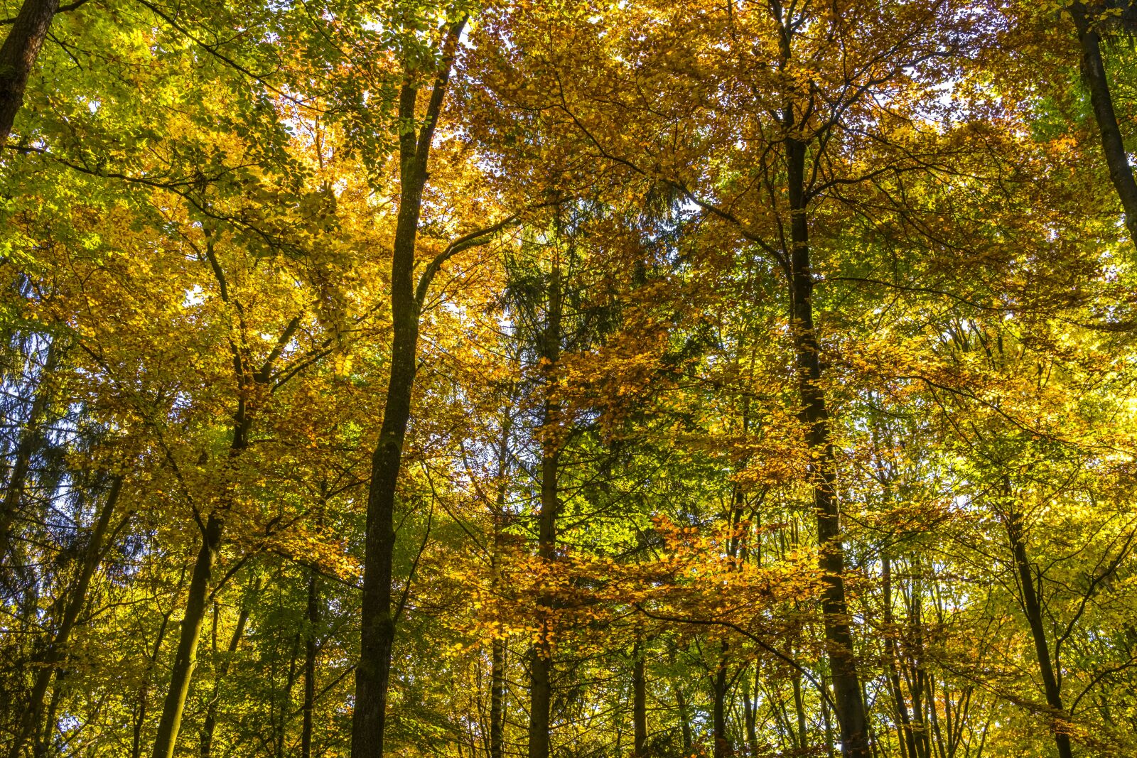 Sony a6300 + Sigma 30mm F2.8 EX DN sample photo. Canopy, autumn, forest photography