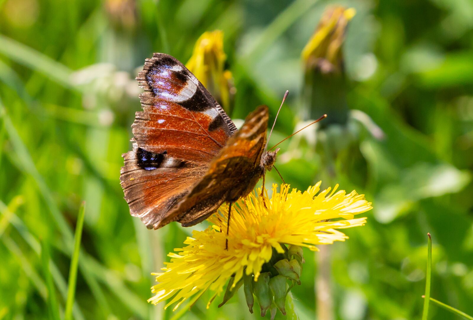 Canon EOS 5D Mark III sample photo. Peacock butterfly, butterfly on photography