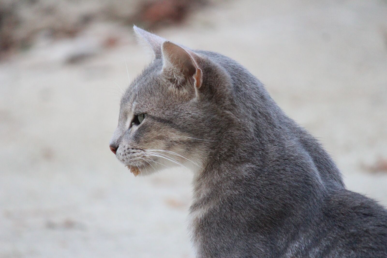 Canon EF-S 55-250mm F4-5.6 IS II sample photo. Cat, gray, animal photography