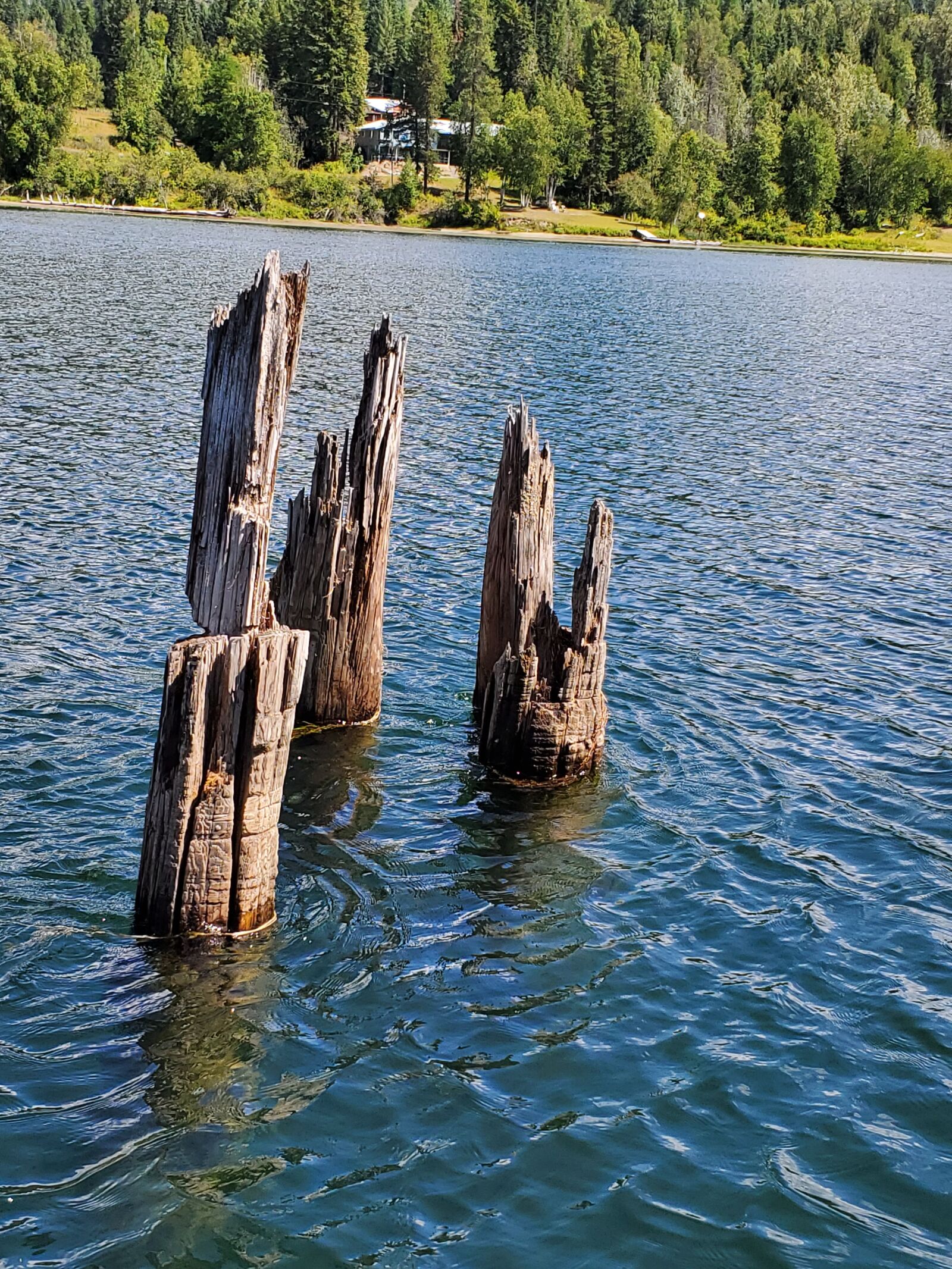 Samsung Galaxy S10 sample photo. Wood snags, summer, water photography