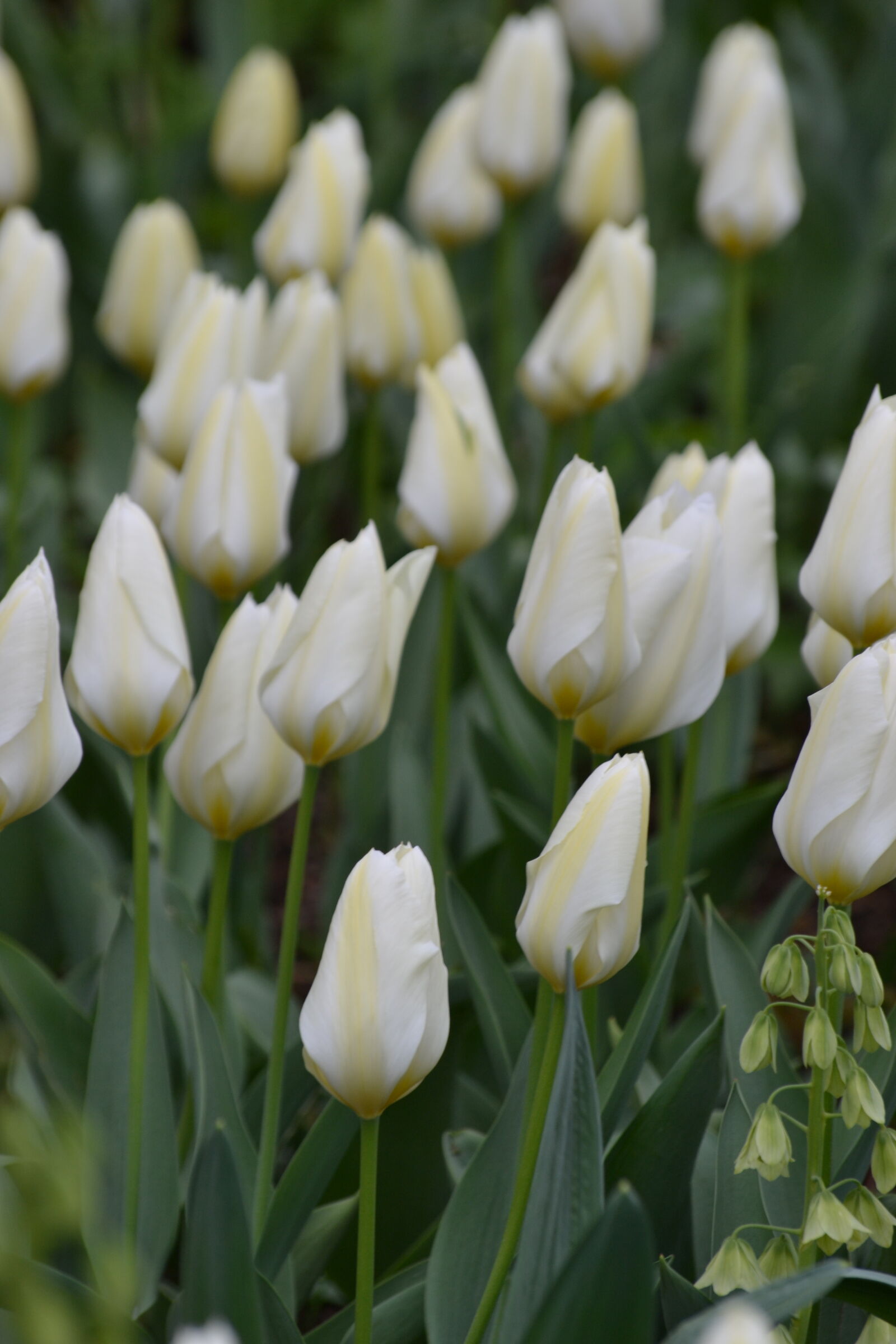 Nikon D3100 sample photo. Bed, of, flowers, inflorescence photography
