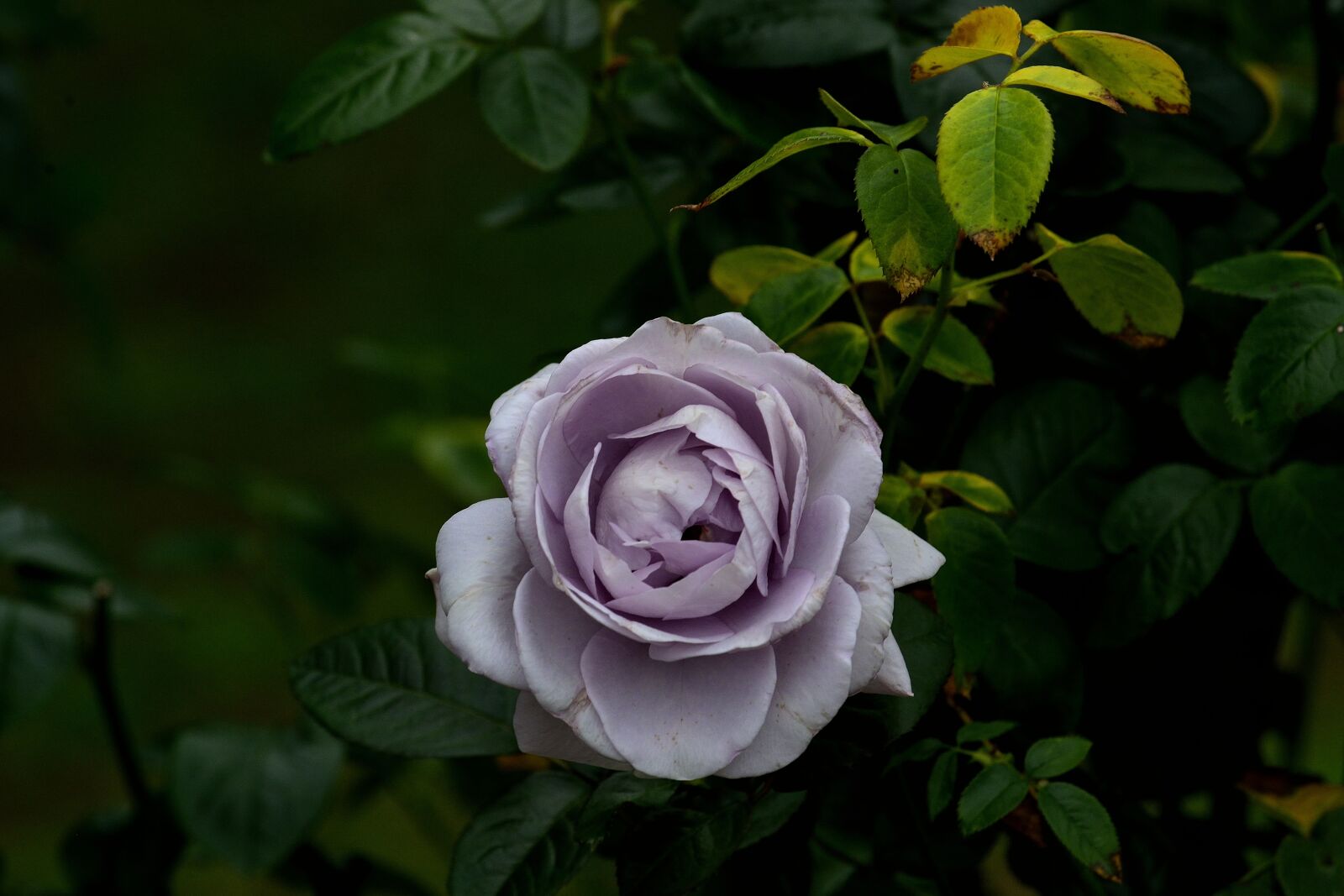 Nikon D610 sample photo. Purple, rose, flower photography