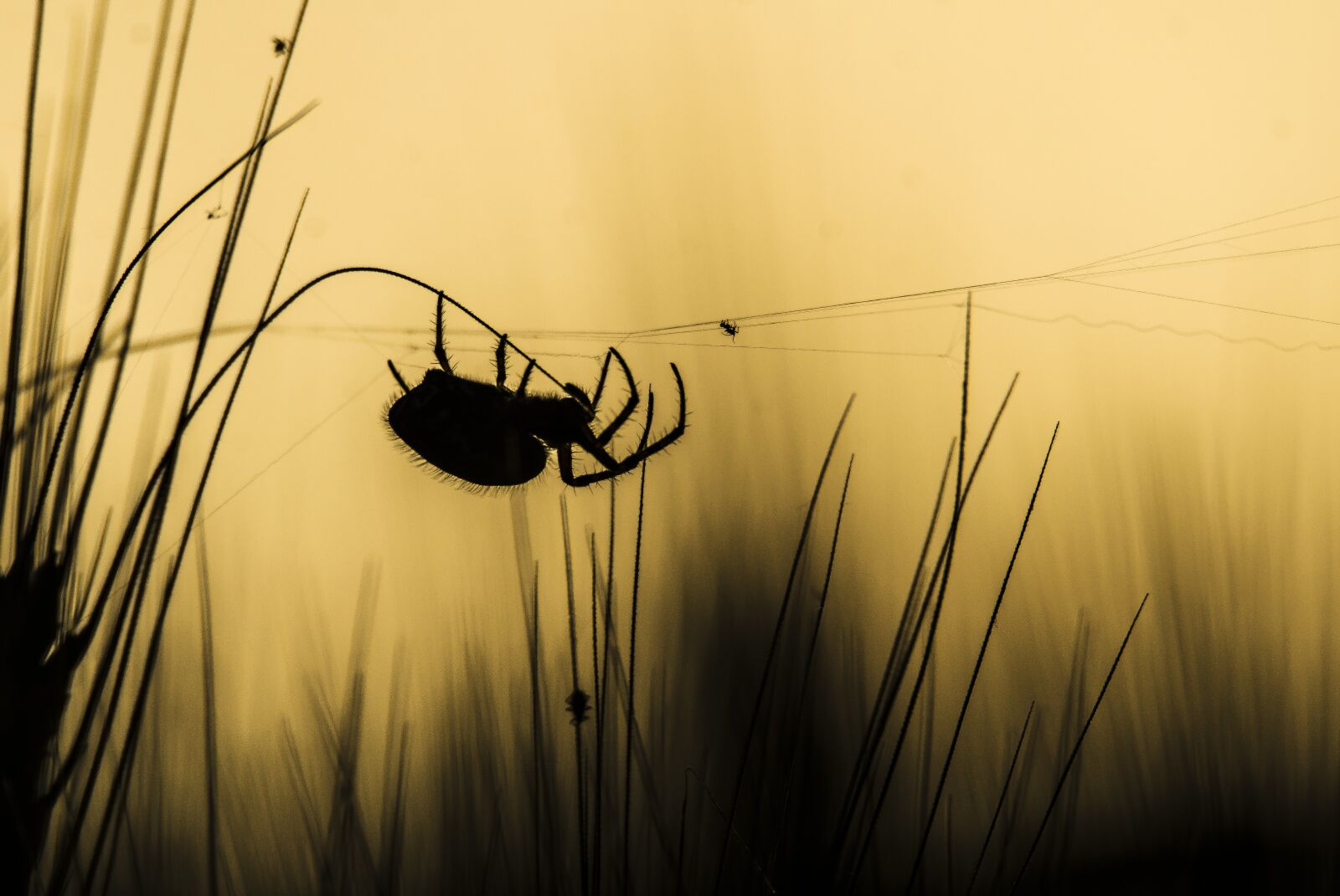 Nikon D7000 sample photo. Spider, nature, insects photography