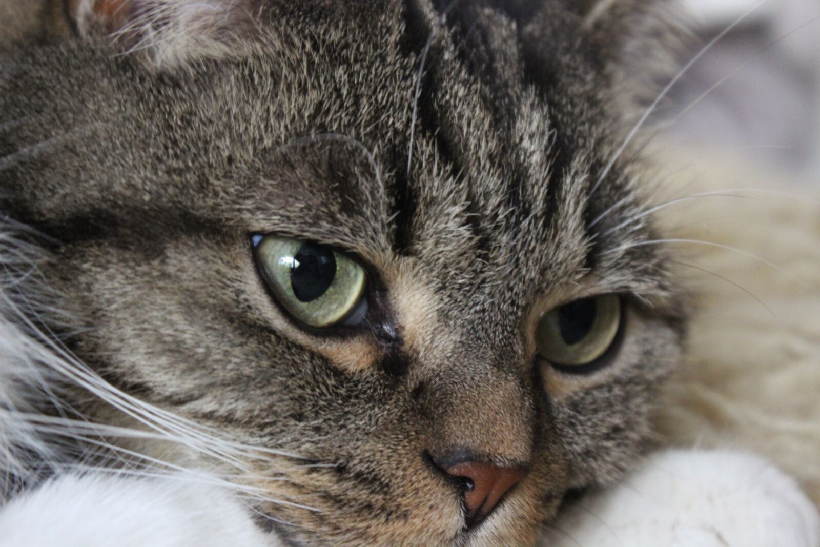 Canon EOS 600D (Rebel EOS T3i / EOS Kiss X5) sample photo. Cat, animals, domestic cat photography