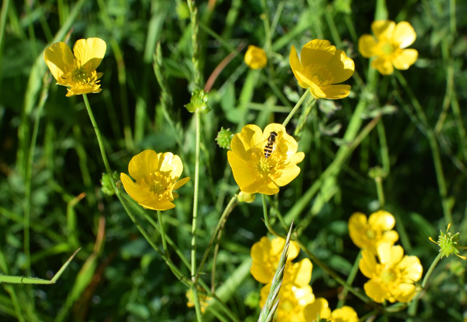 Nikon D5300 sample photo. Buttercups, buttercup, blomfluga photography