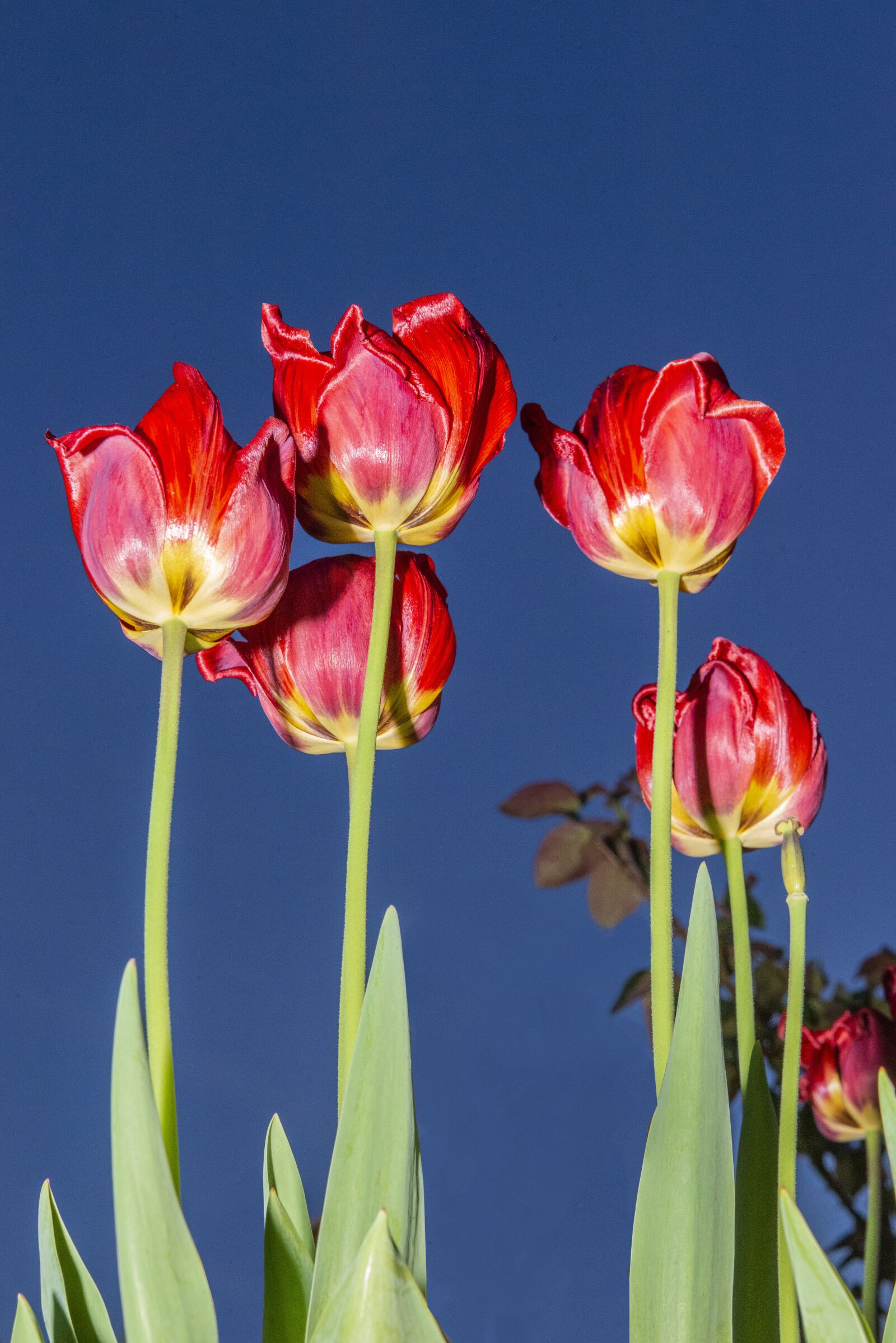 Nikon D800 sample photo. Flowers, flower, summer photography