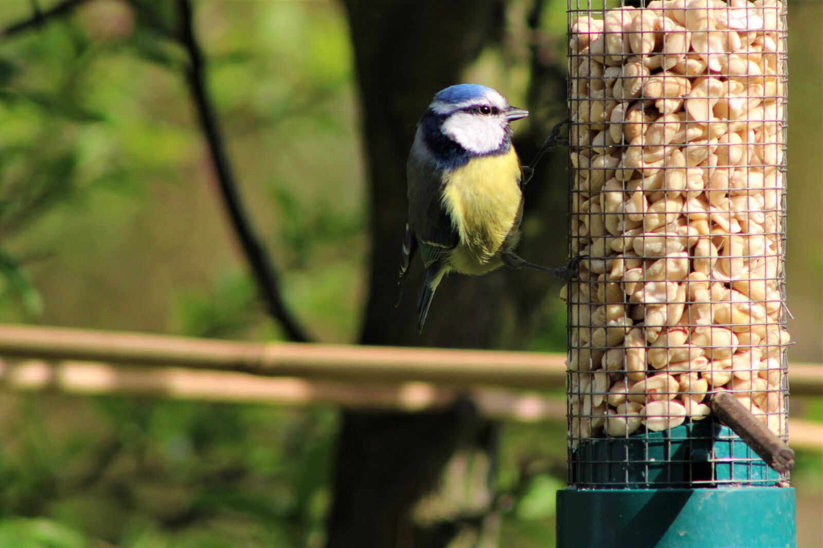 Canon EOS 2000D (EOS Rebel T7 / EOS Kiss X90 / EOS 1500D) sample photo. Bird, garden, blue tit photography