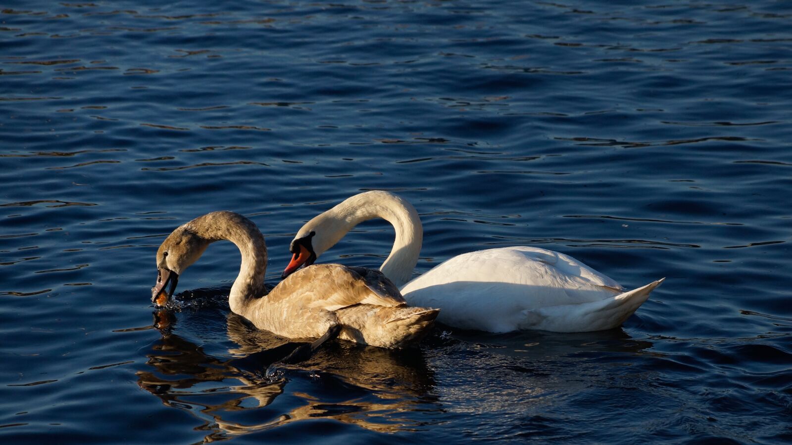 Sony SLT-A65 (SLT-A65V) + Sony DT 18-135mm F3.5-5.6 SAM sample photo. Swan, lake, food photography