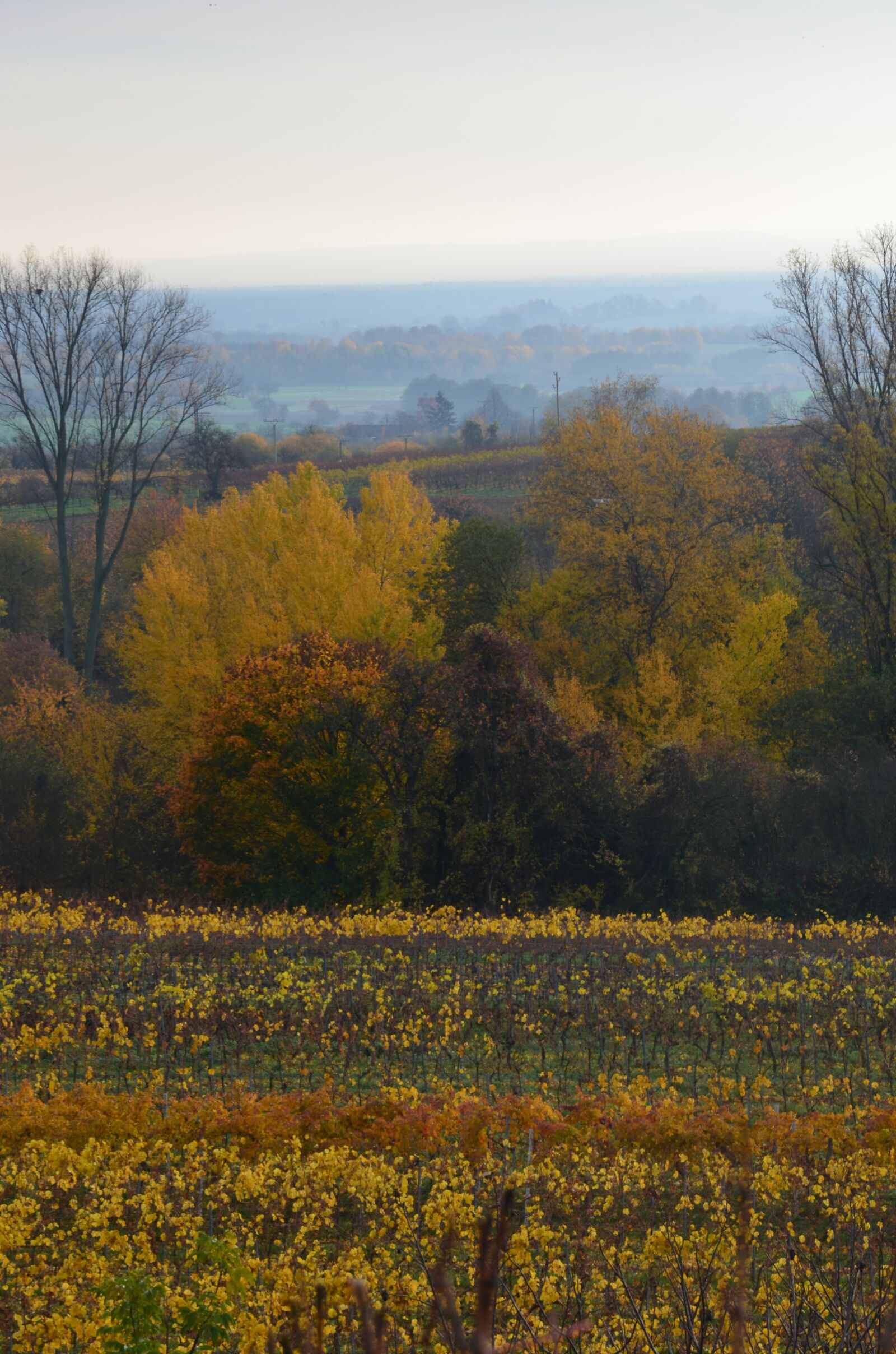 Nikon D5100 sample photo. Autumn, palatinate, yellow photography