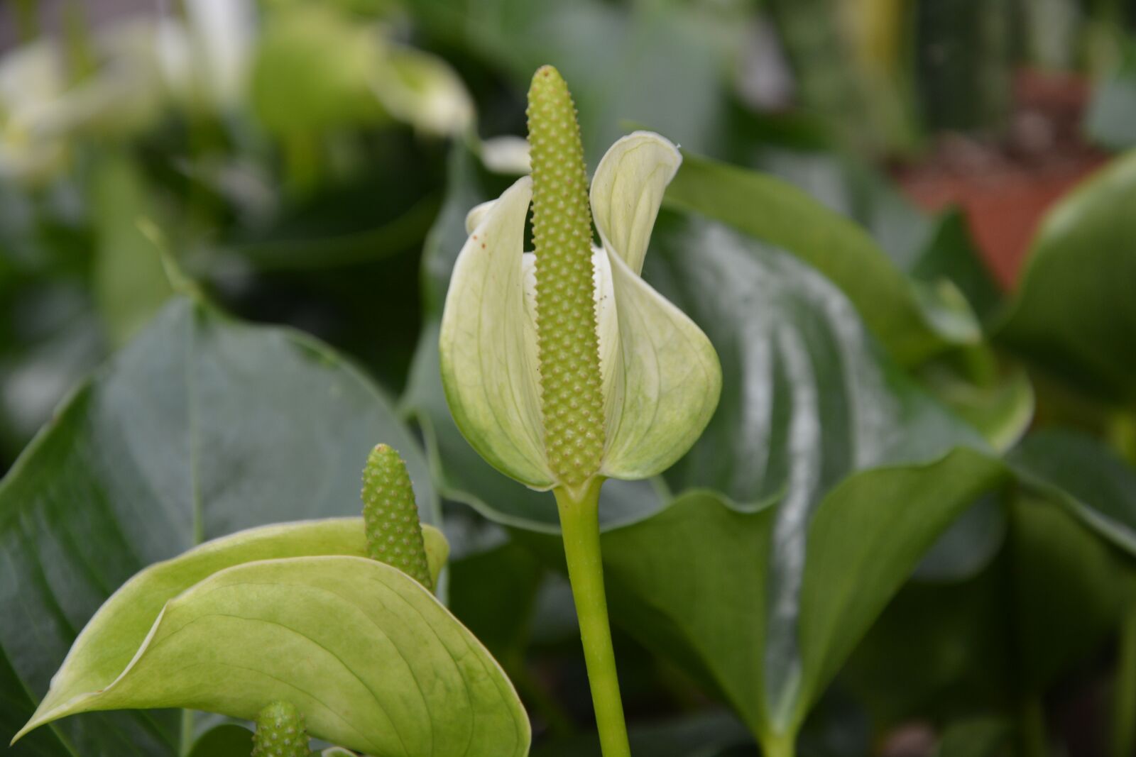 Nikon D5200 sample photo. Flower anthurium royal, white photography