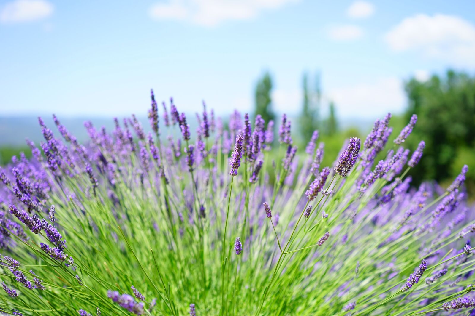 Sony a7 sample photo. Lavender field, flowers, purple photography