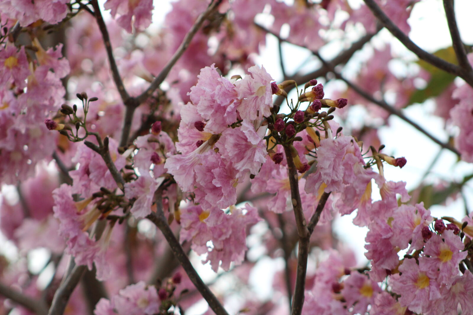 Canon EF 75-300mm f/4-5.6 sample photo. Blossoms, bunches, of, flowers photography