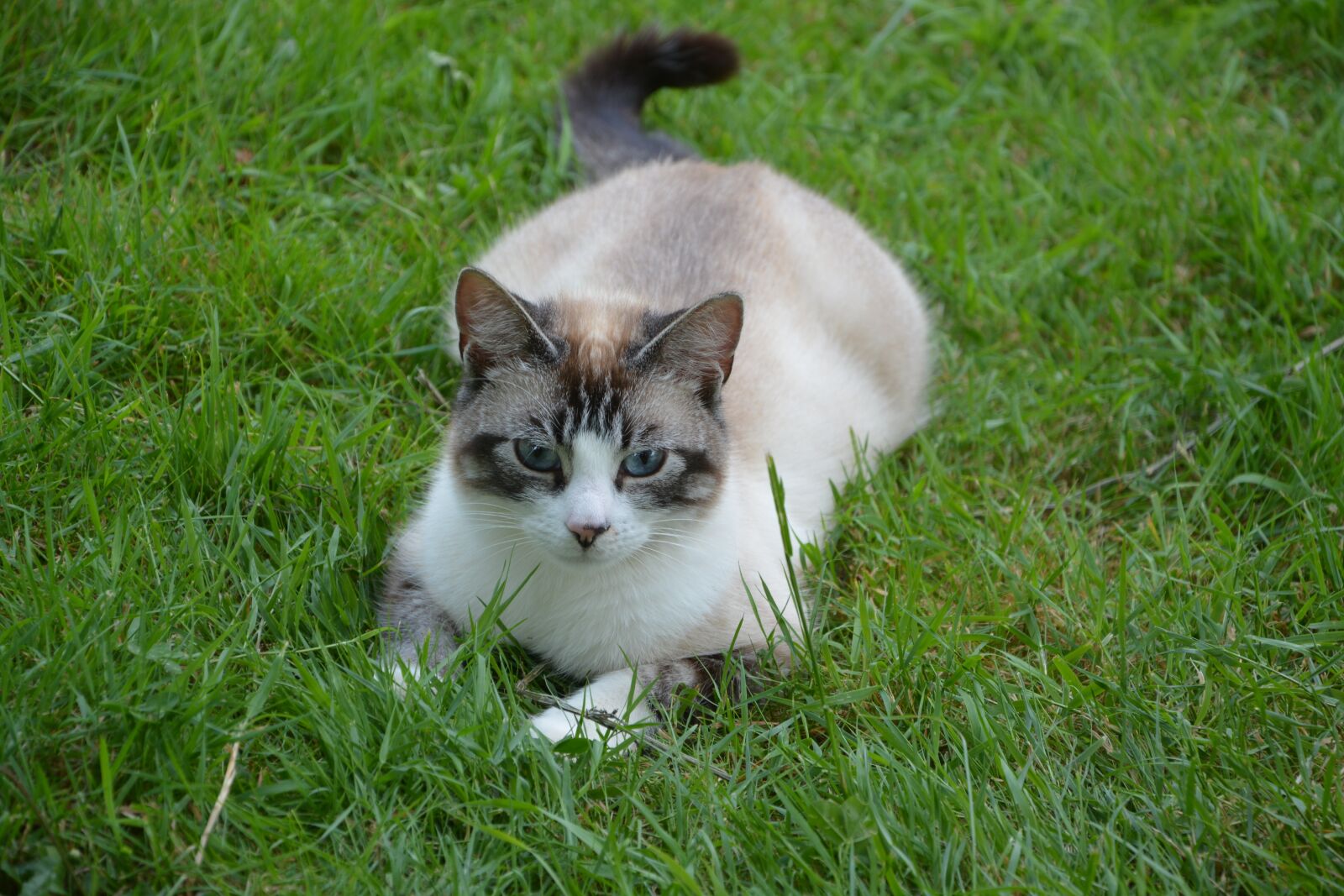 Nikon D5200 sample photo. Cat, kitty, matou photography