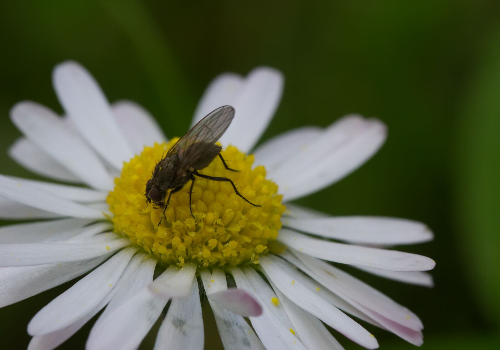 Nikon D3100 sample photo. Daisy, fly, white photography