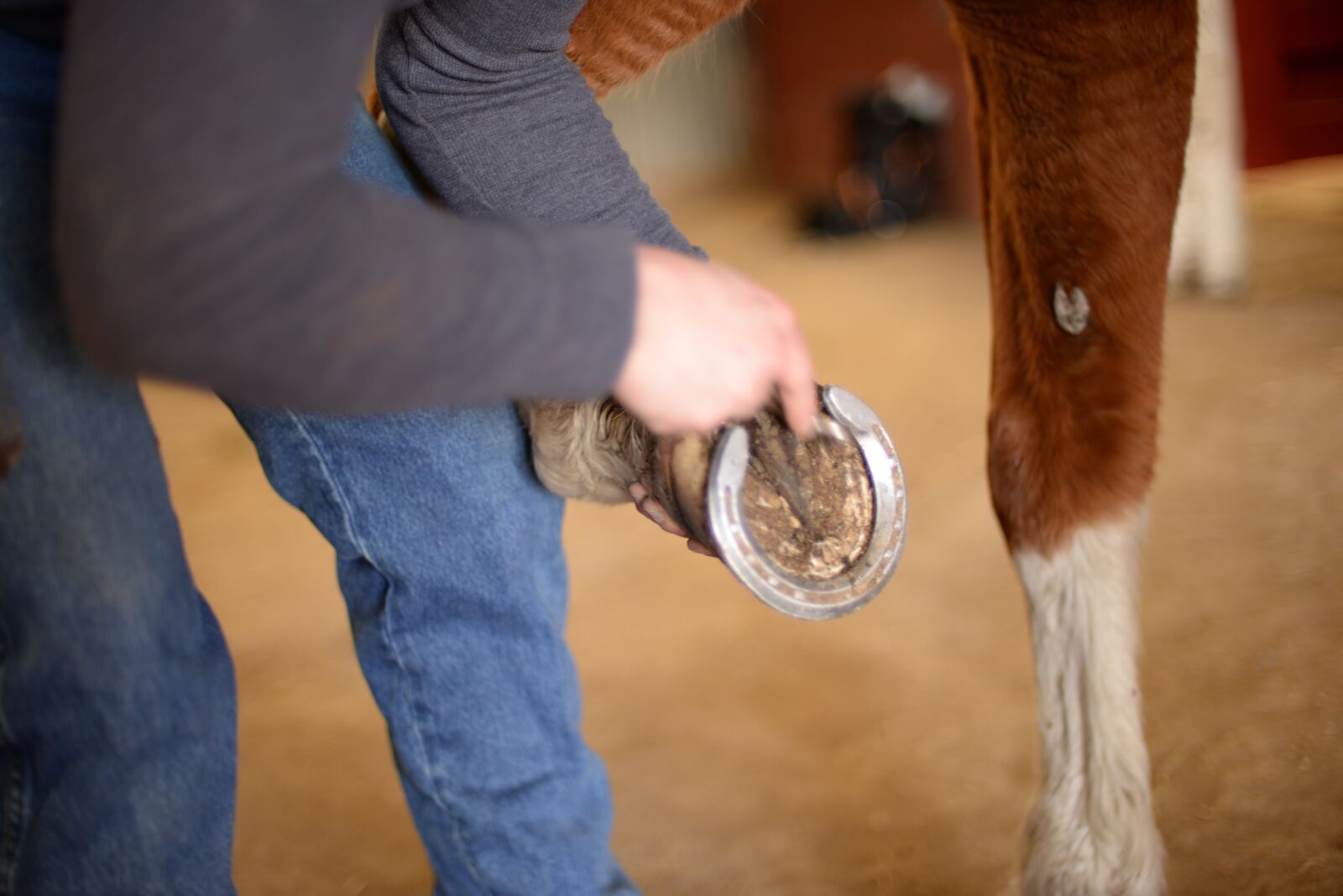 Nikon D610 sample photo. Stables, horse, farm photography