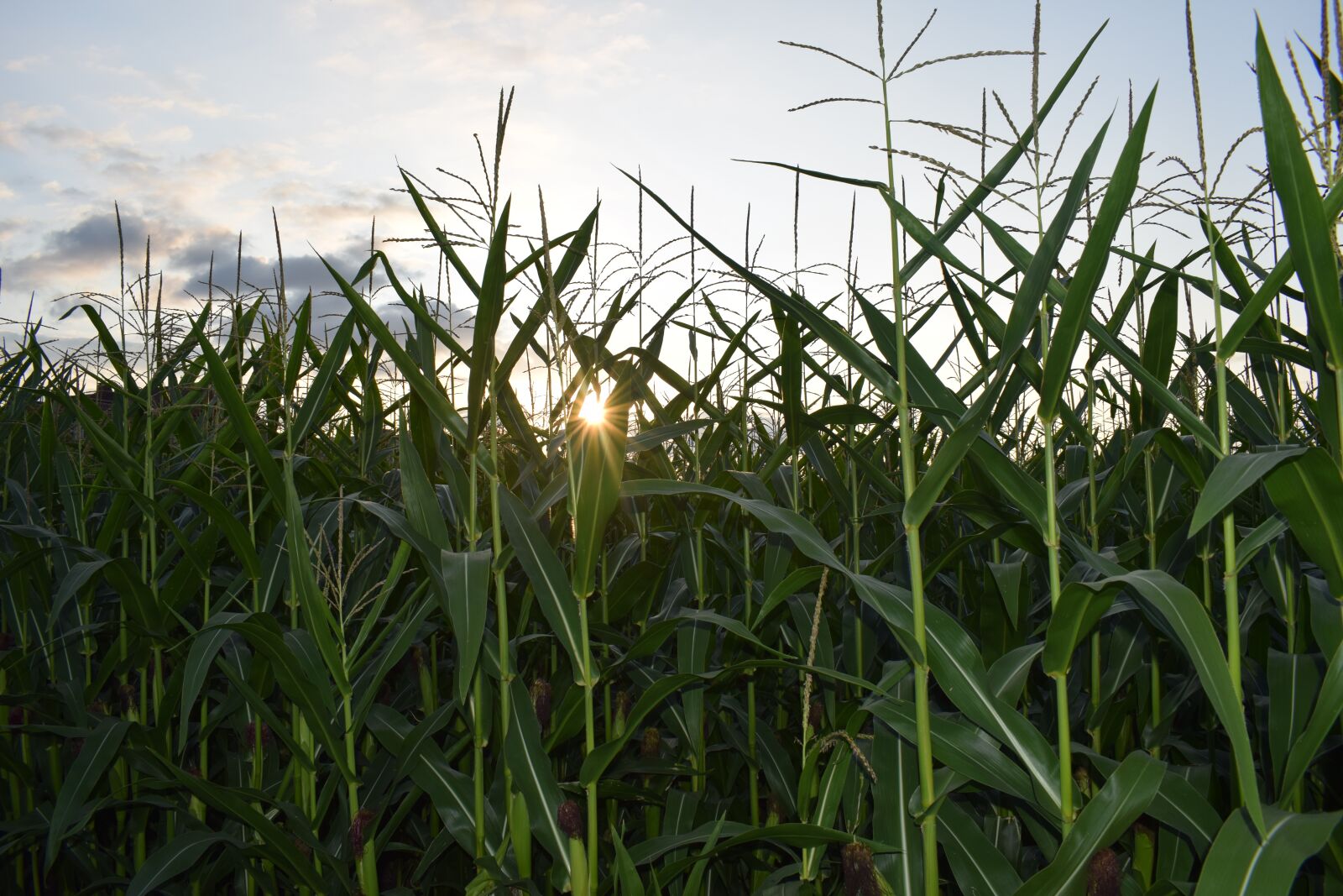 Nikon D5300 sample photo. Corn, cornfield, summer photography