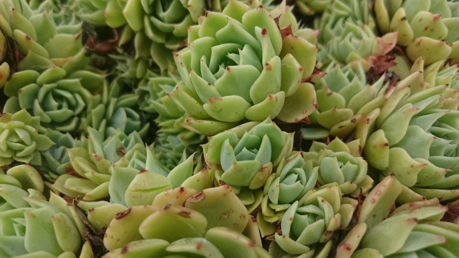 Sony Xperia Z3 Compact sample photo. Succulents, plant, greenery photography