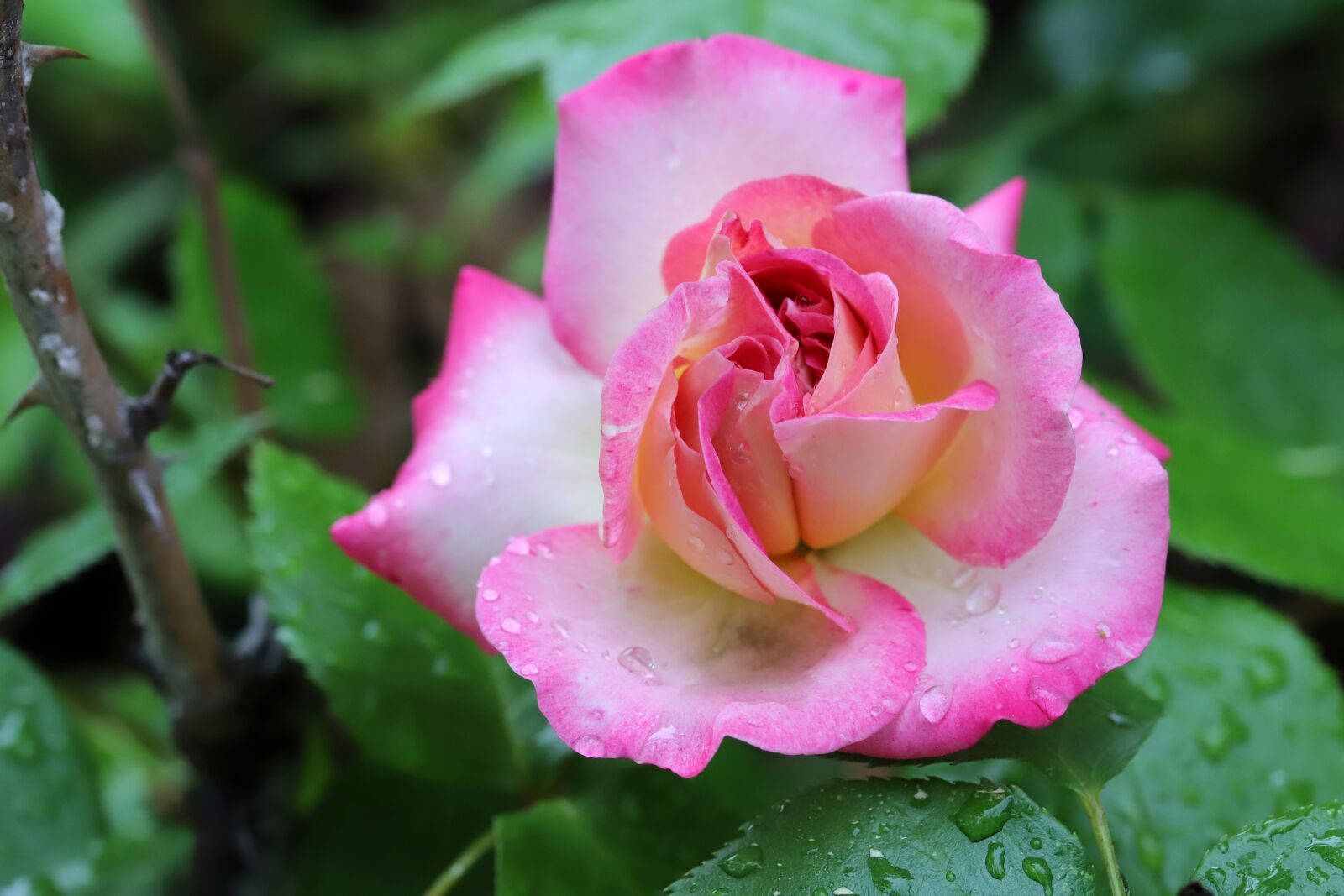 Canon EOS 6D Mark II sample photo. Rose, flowers, nature photography