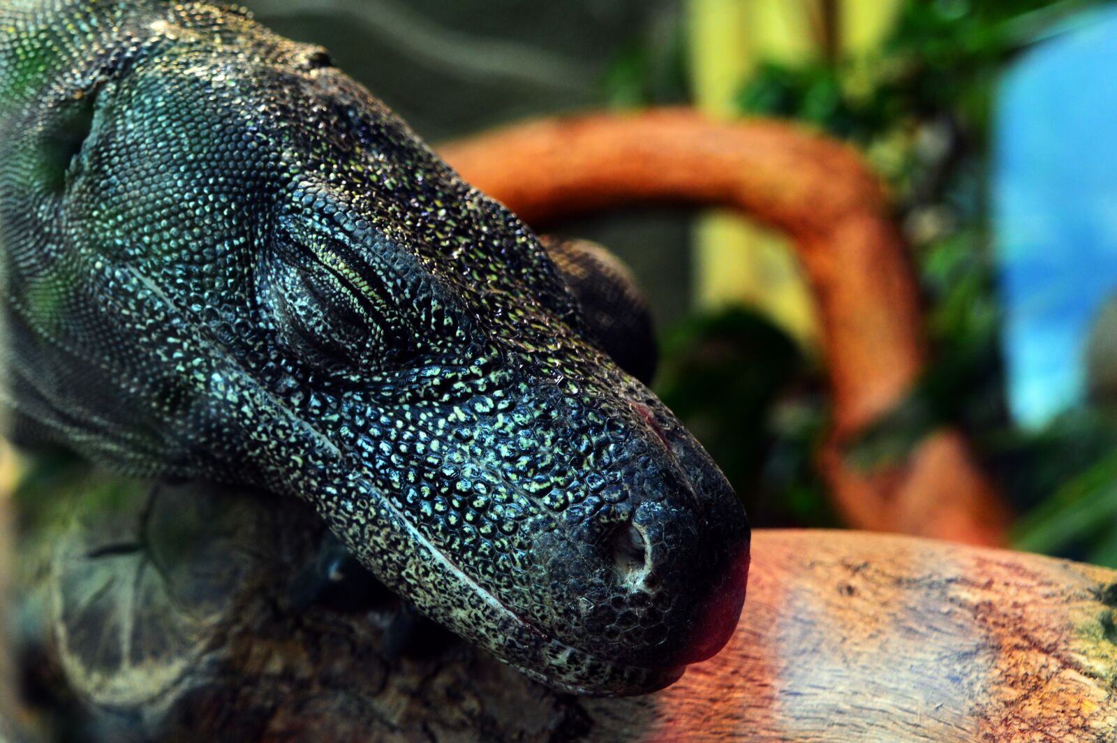 Nikon D3200 sample photo. Komodo dragon, komodo, dragon photography