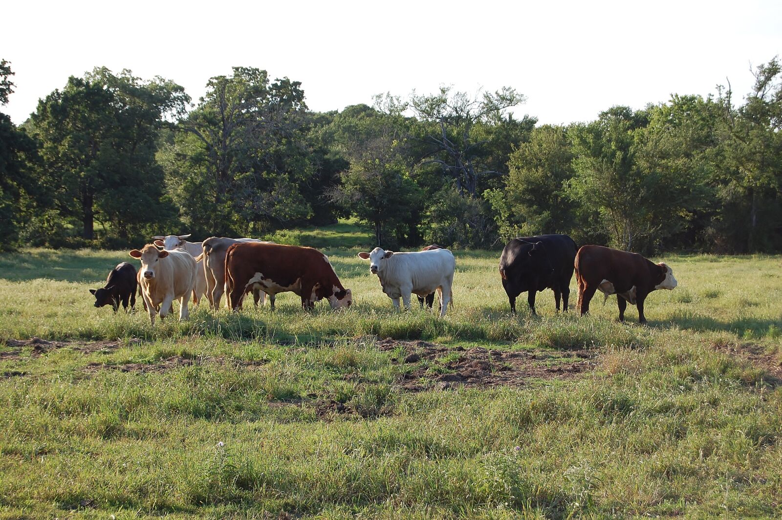 Nikon D40 sample photo. Cow, grass, farm photography