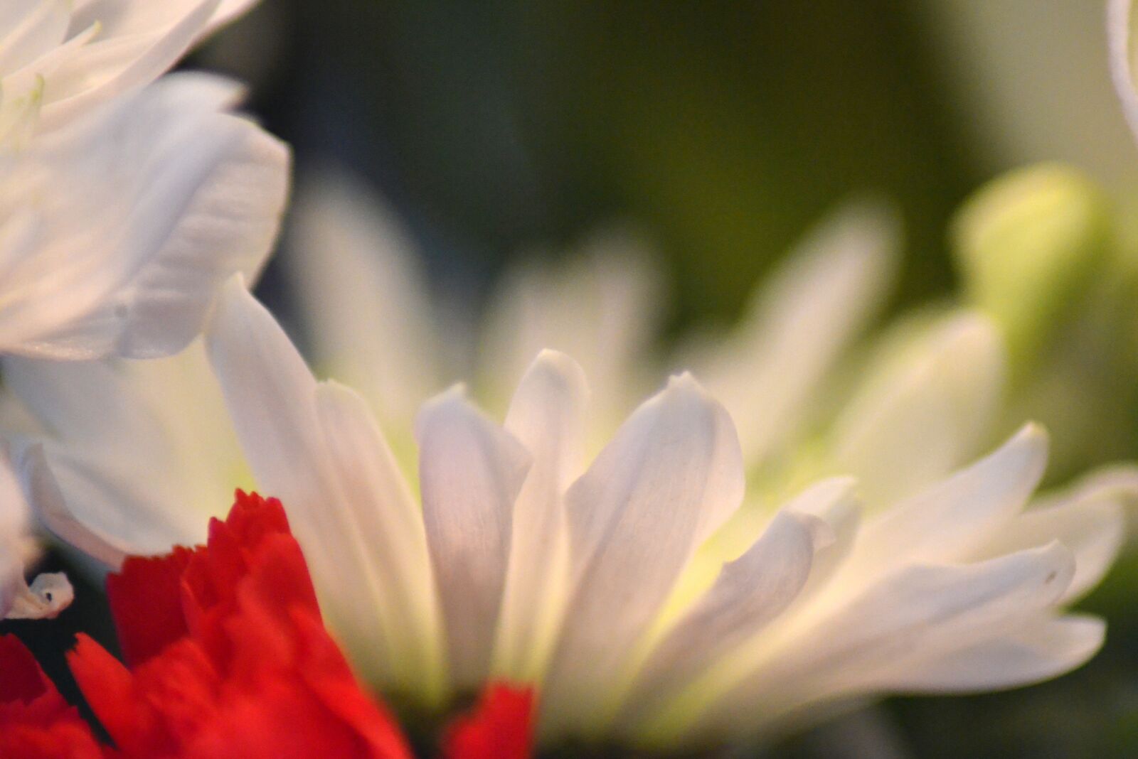 Nikon D5100 sample photo. Daisies, flower, white photography