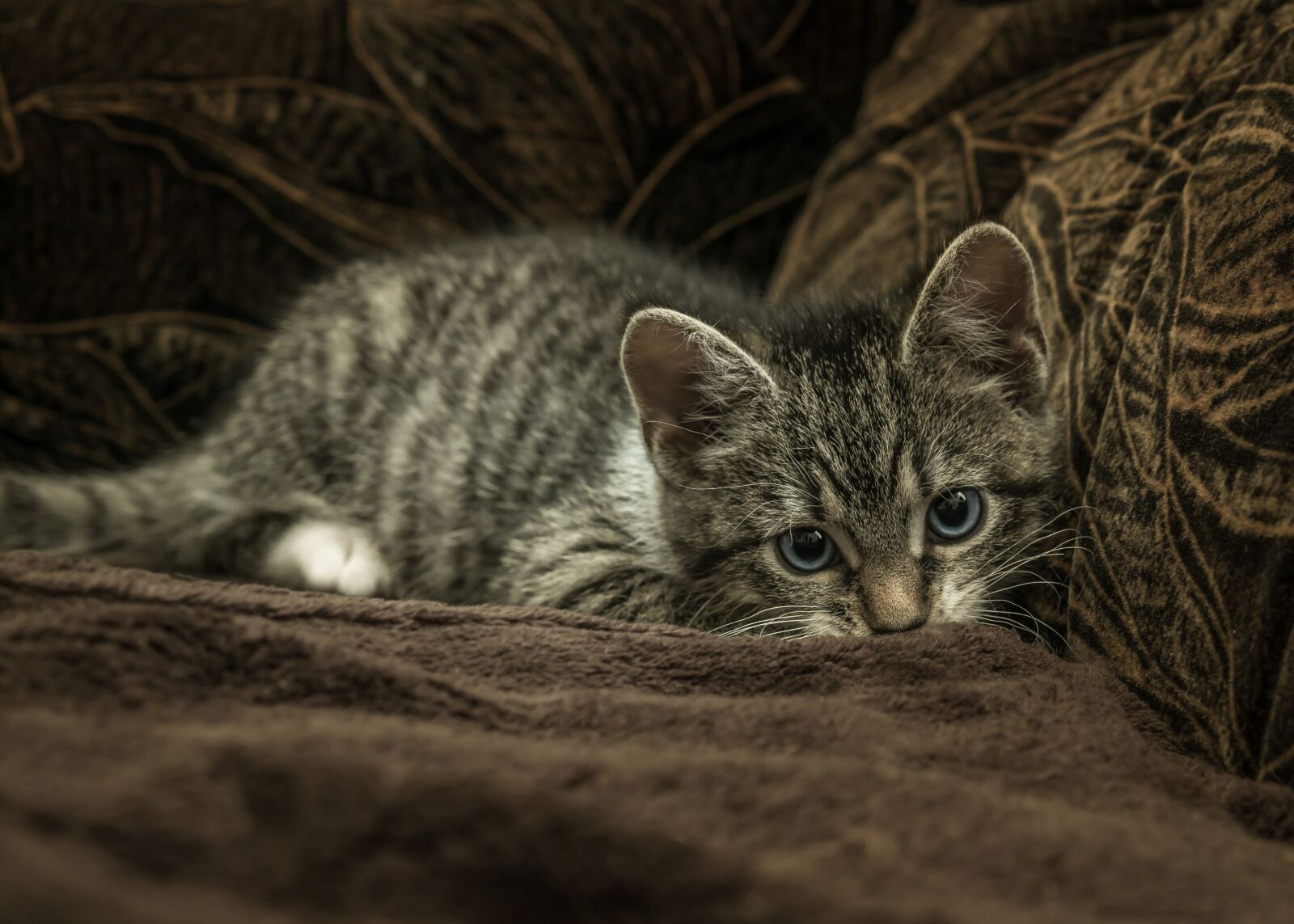 30mm F1.4 DC DN | Contemporary 016 sample photo. Cat, small, mackerel photography