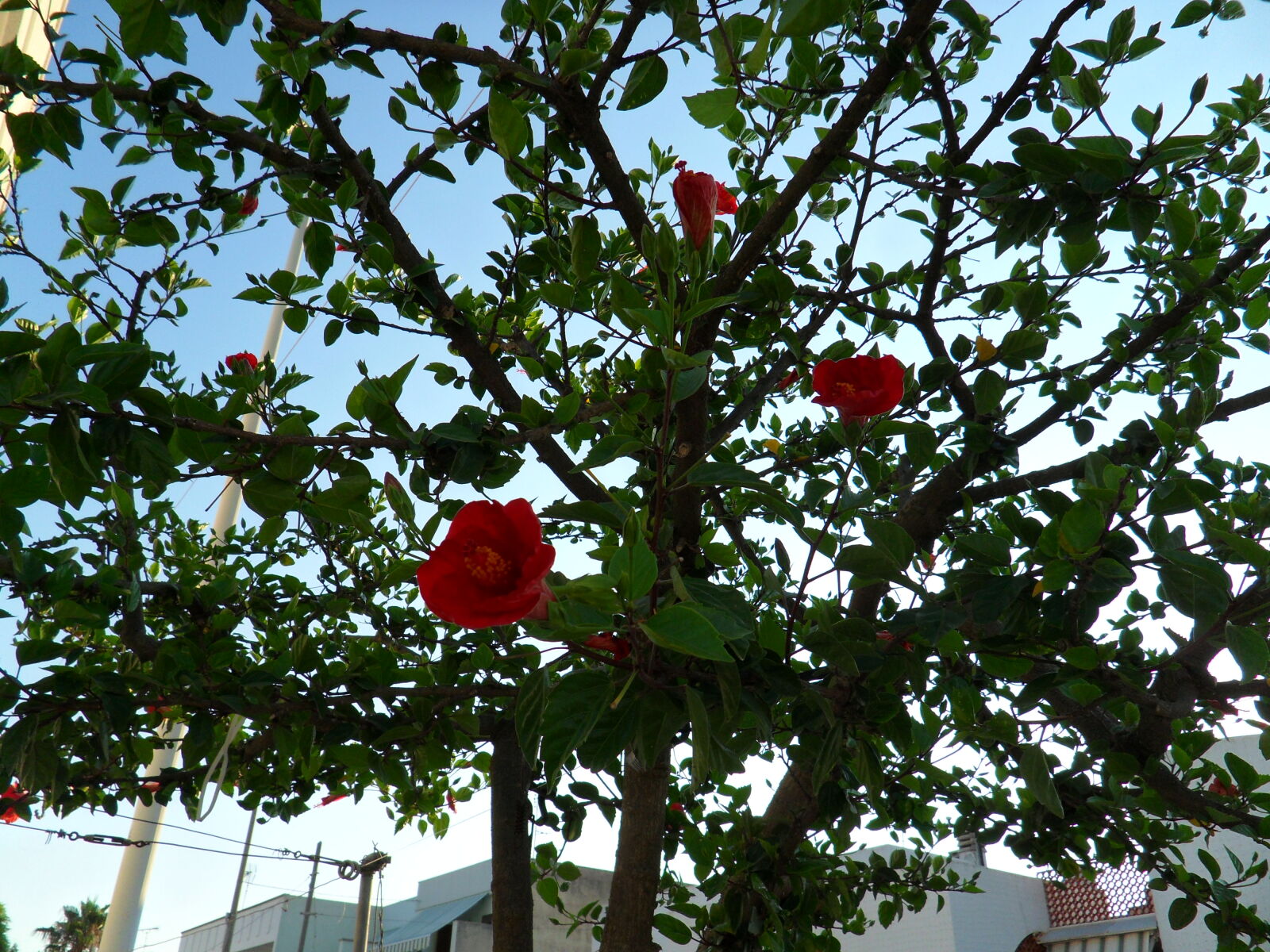 Samsung ST550 /  ST560 / VLUU ST550 /  TL225 sample photo. Flower photography
