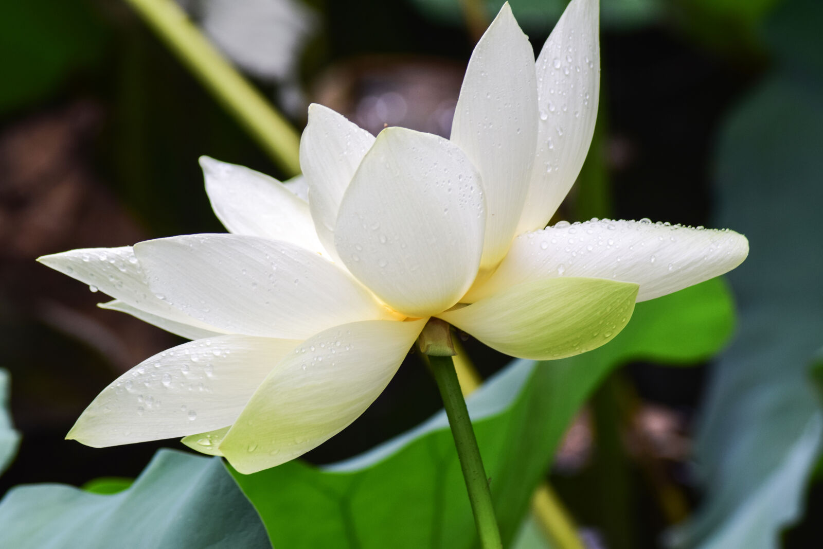 Nikon D5300 sample photo