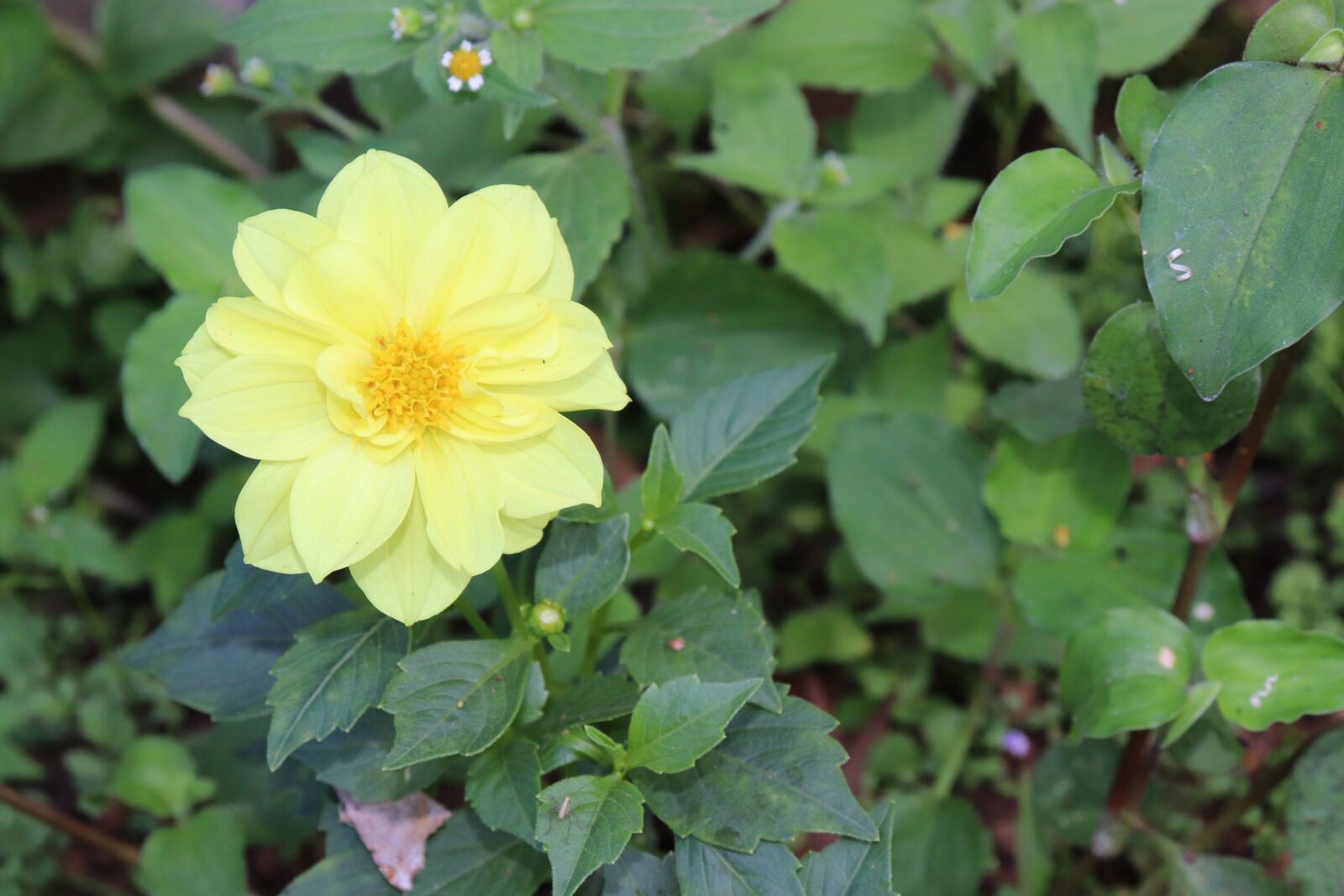 Canon EOS 200D (EOS Rebel SL2 / EOS Kiss X9) sample photo. Flower, yellow flower, blossom photography