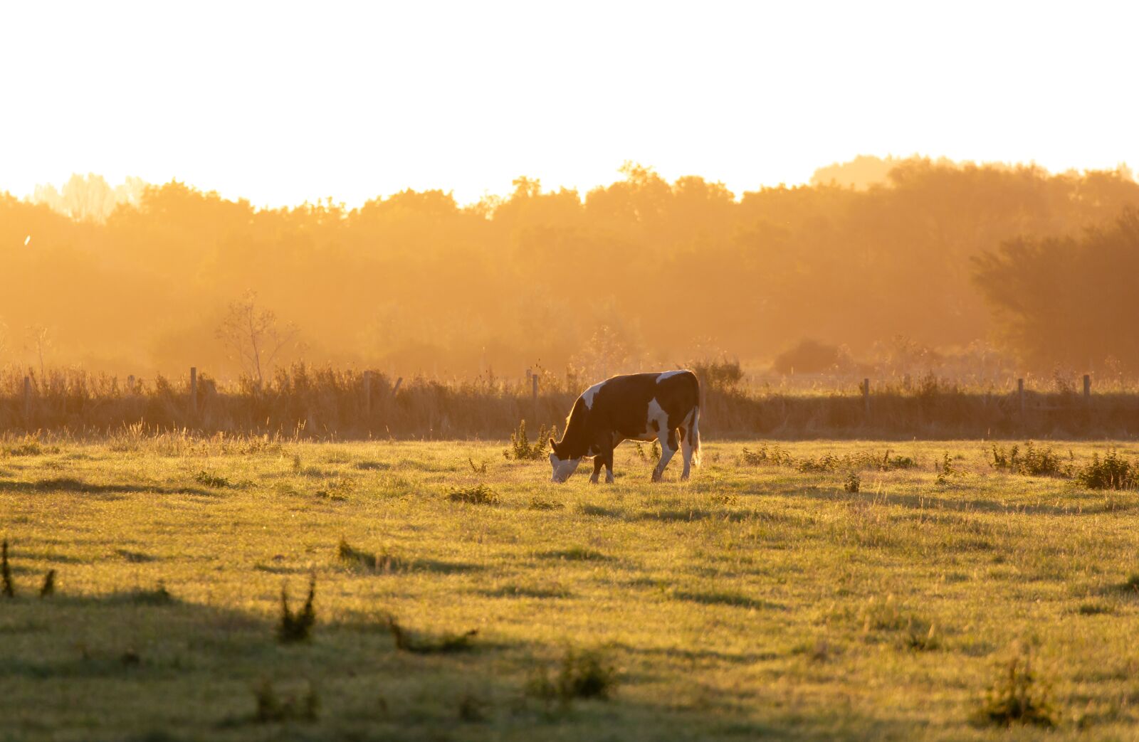 Canon EOS 5D Mark III + Canon EF 100-400mm F4.5-5.6L IS II USM sample photo. Landscape, cow, pasture photography