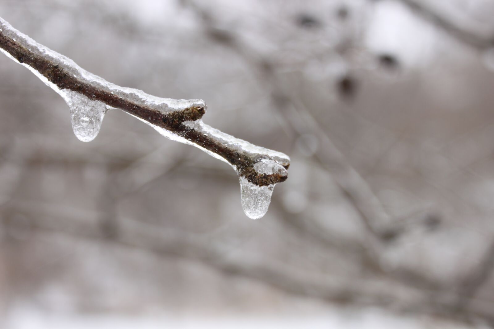 Canon EOS 500D (EOS Rebel T1i / EOS Kiss X3) sample photo. Branch, ice, icicles photography