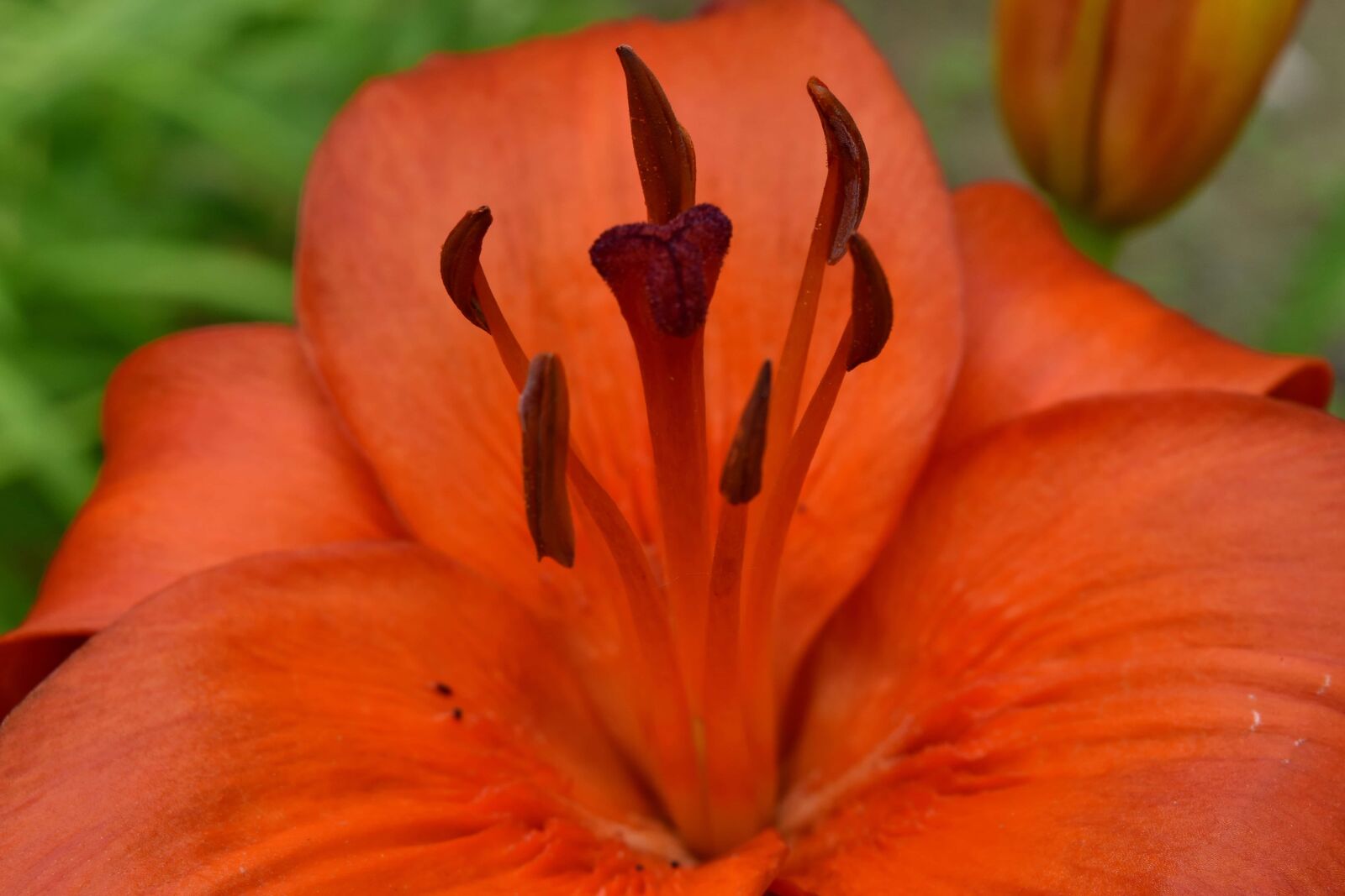 Nikon D5500 sample photo. Environment, flower garden, horticulture photography