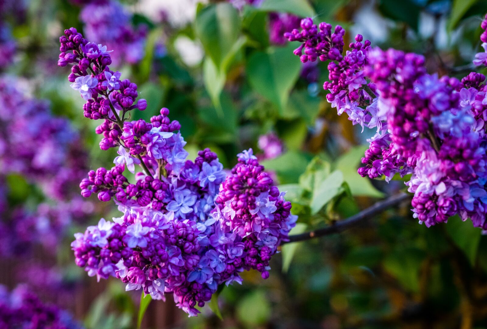 Fujifilm XF 16-55mm F2.8 R LM WR sample photo. Flower, nature, plant photography
