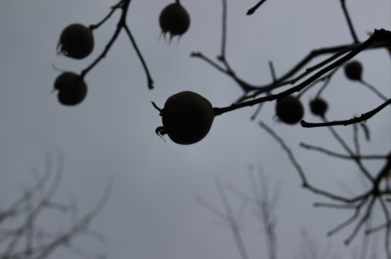 Canon EOS 100D (EOS Rebel SL1 / EOS Kiss X7) sample photo. Fruit, shadow, autumn photography