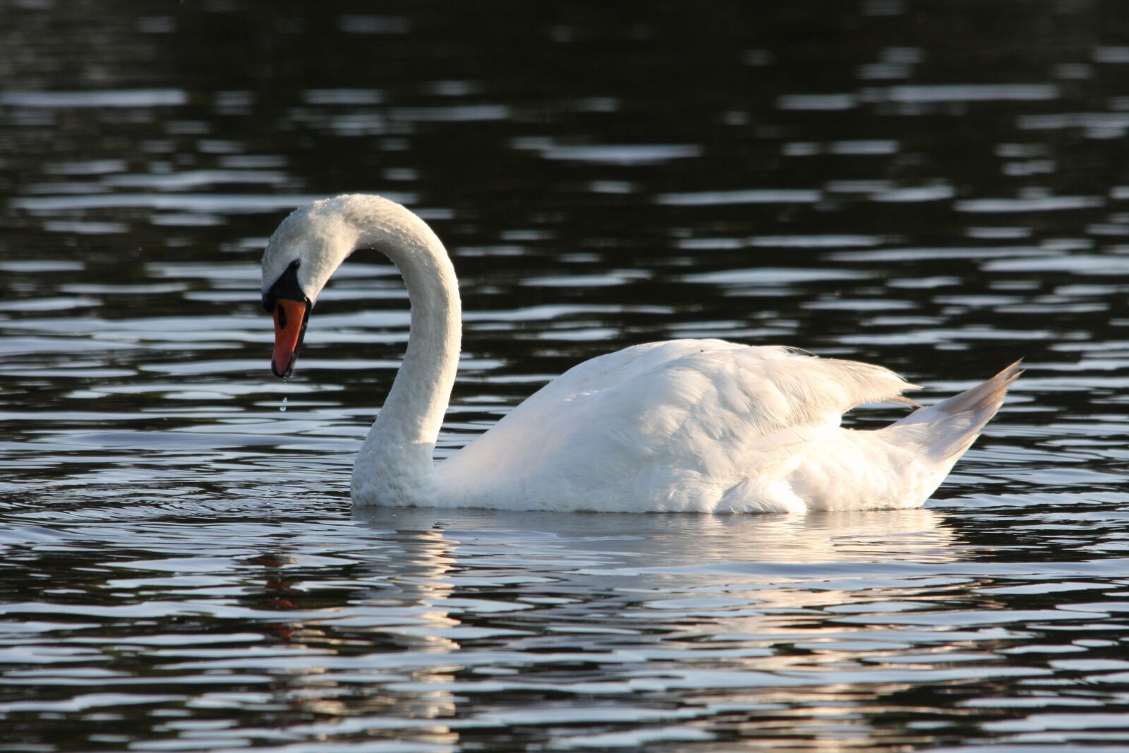Canon EOS 40D sample photo. Swan, bird, lake photography