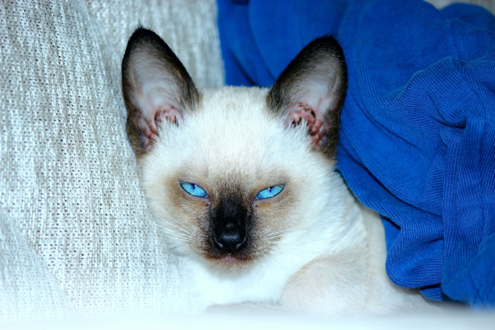 Canon EOS 600D (Rebel EOS T3i / EOS Kiss X5) sample photo. Siamese cats, blue eyed photography