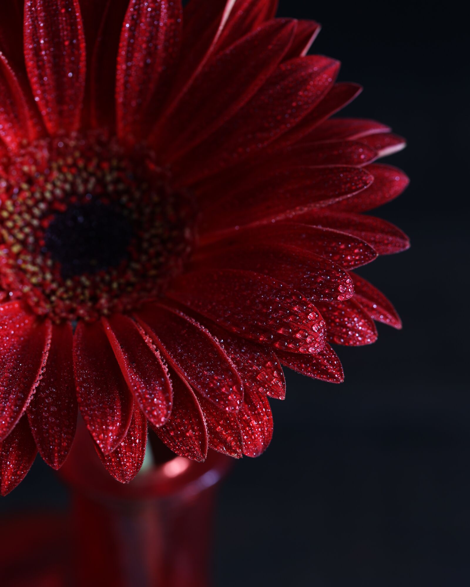 Canon EF 100mm F2.8L Macro IS USM sample photo. Flower, plant, petal photography