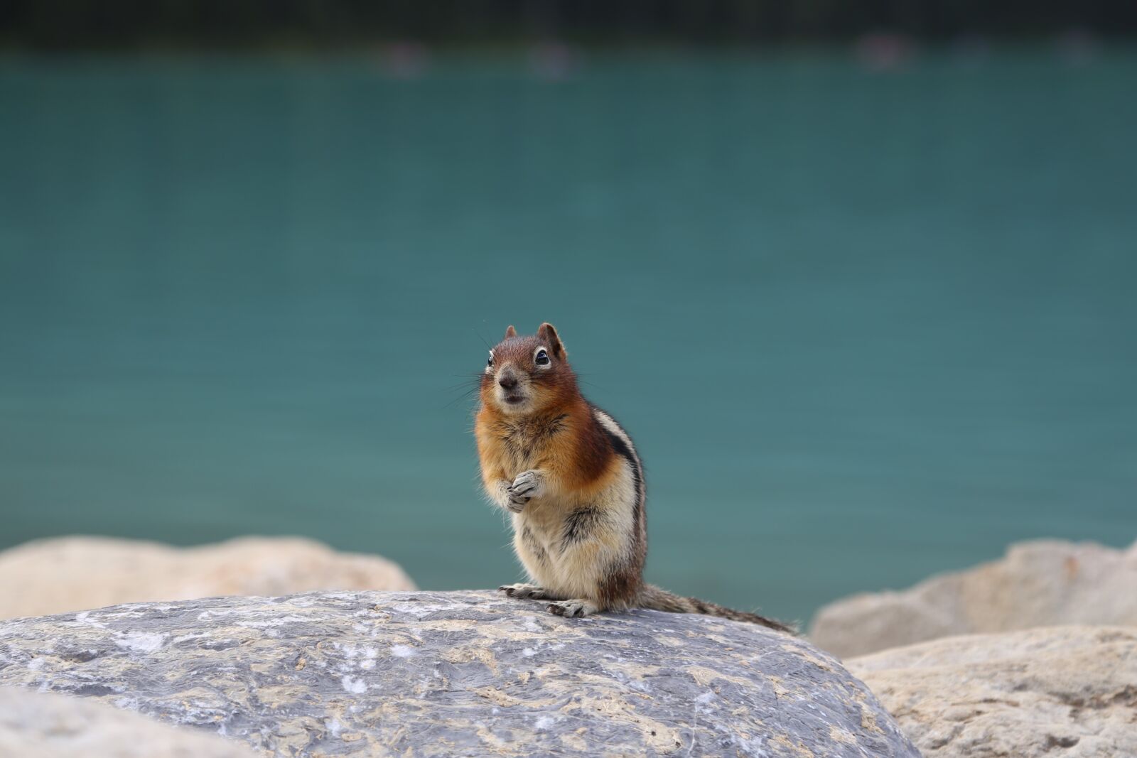 Canon EOS 6D + Canon EF 24-105mm F4L IS USM sample photo. Squirrel, clean console memory photography